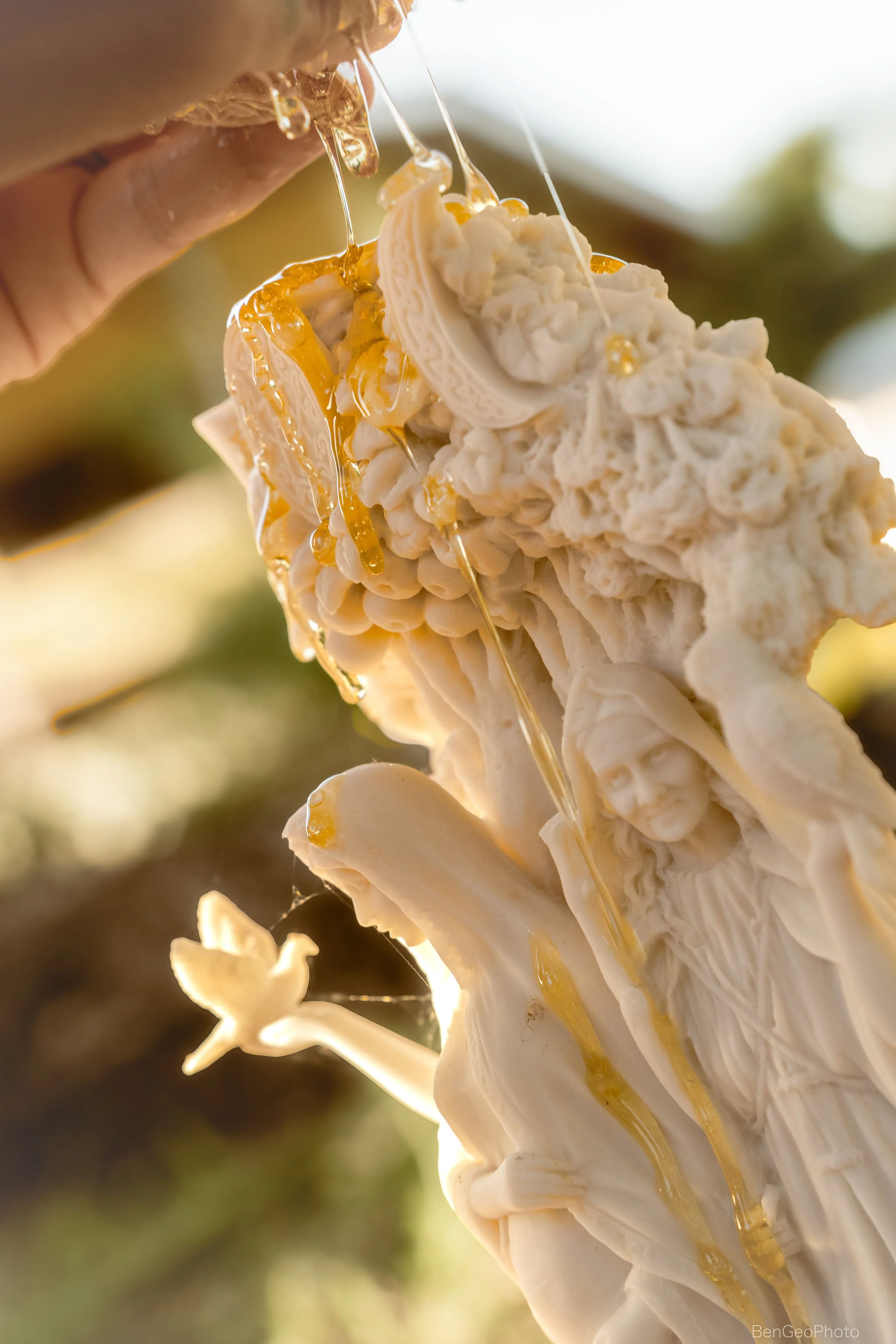 Close-up of a hand holding a cluster of white fungi or mushrooms with some yellow liquid dripping from them, blurred green background.