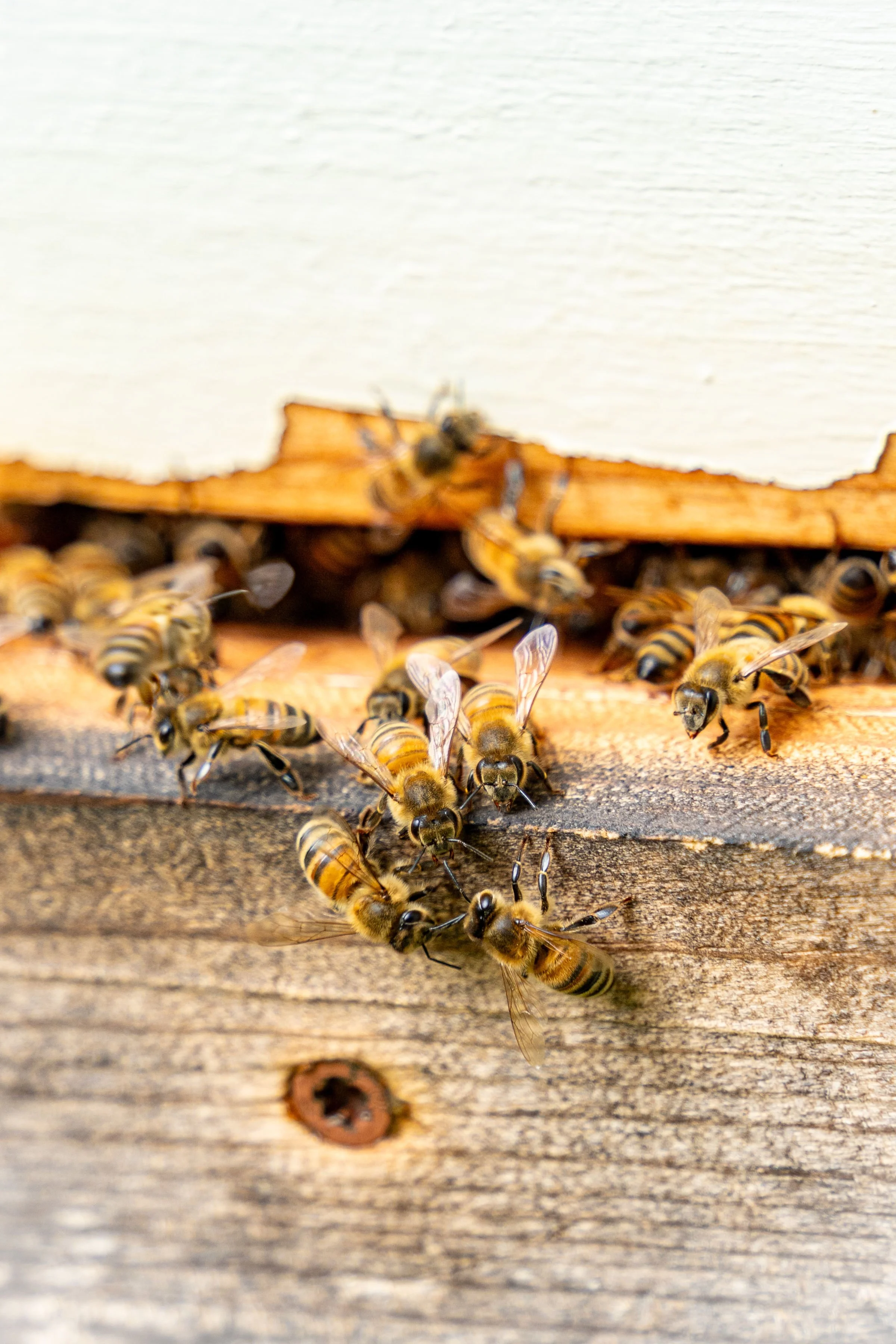Close-up view of honeybees on a wooden hive.