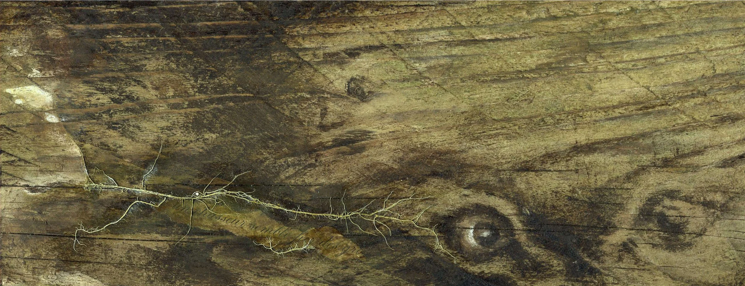 Racine suspendue sur un vieux plancher en bois, avec une remarque manuscrite en arrière-plan.