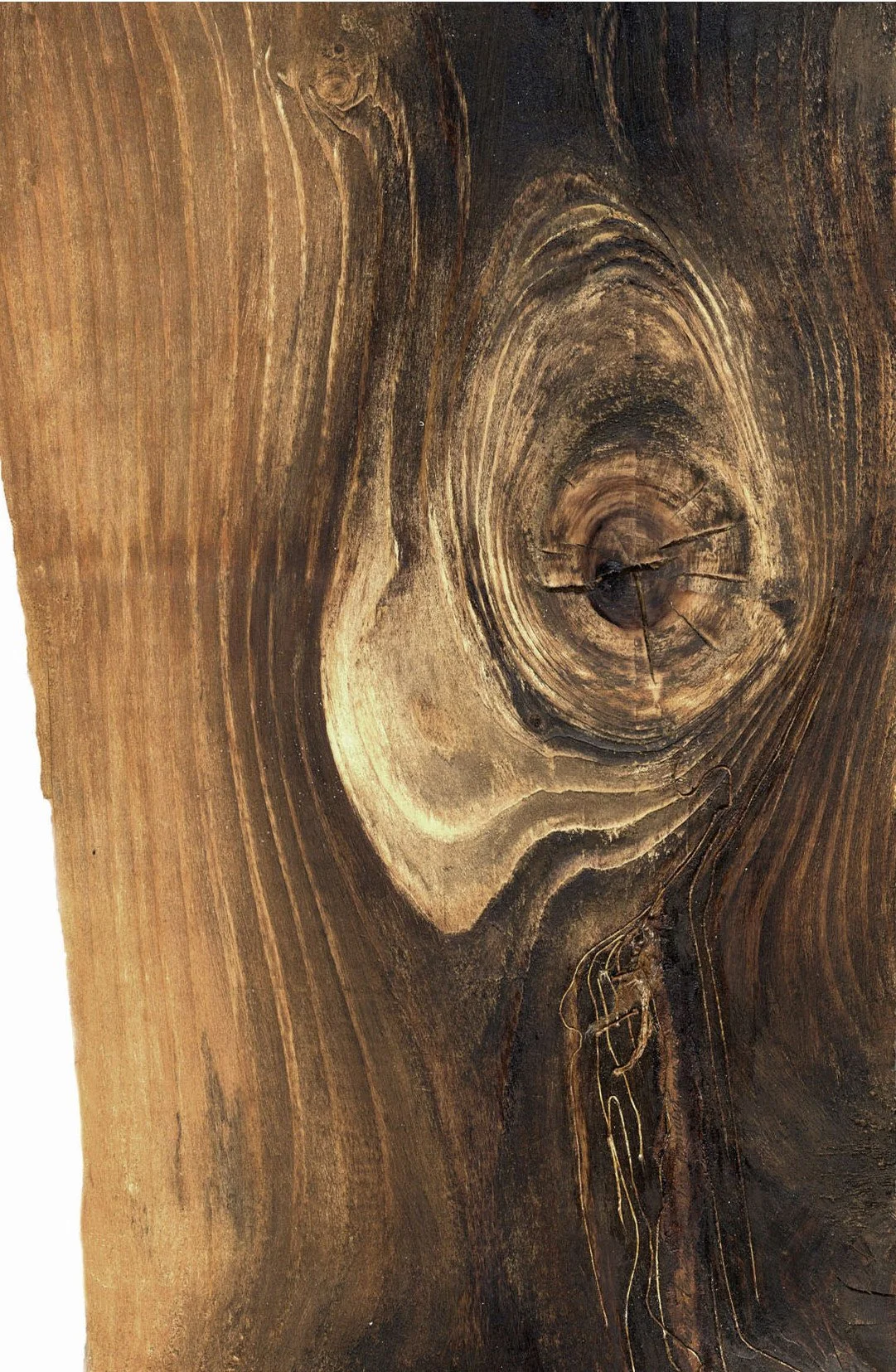 Une grosse branche de bois avec des nœuds et des détails de textures dans le bois.