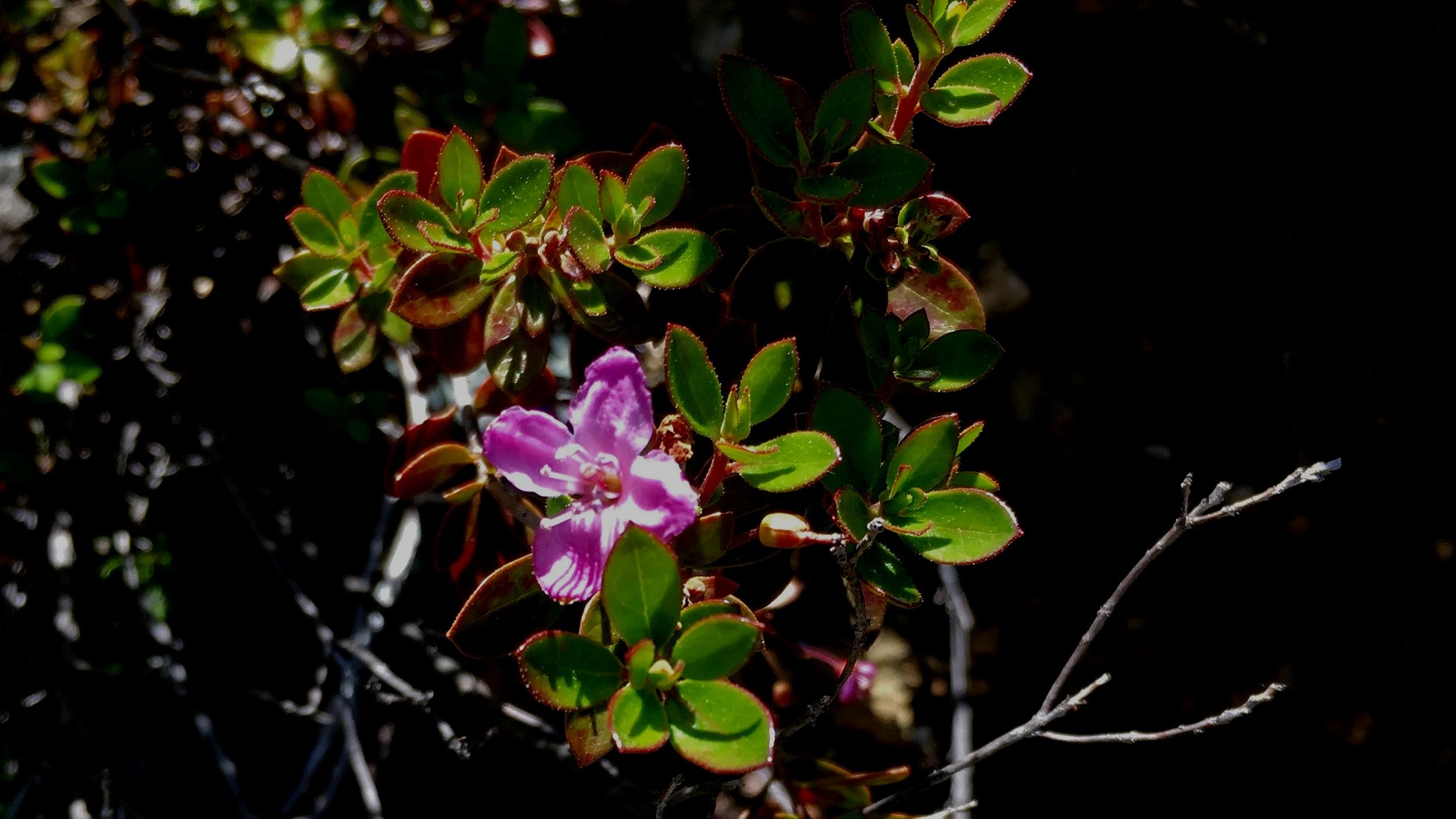 Botanical Wanderings - Charts and Resources