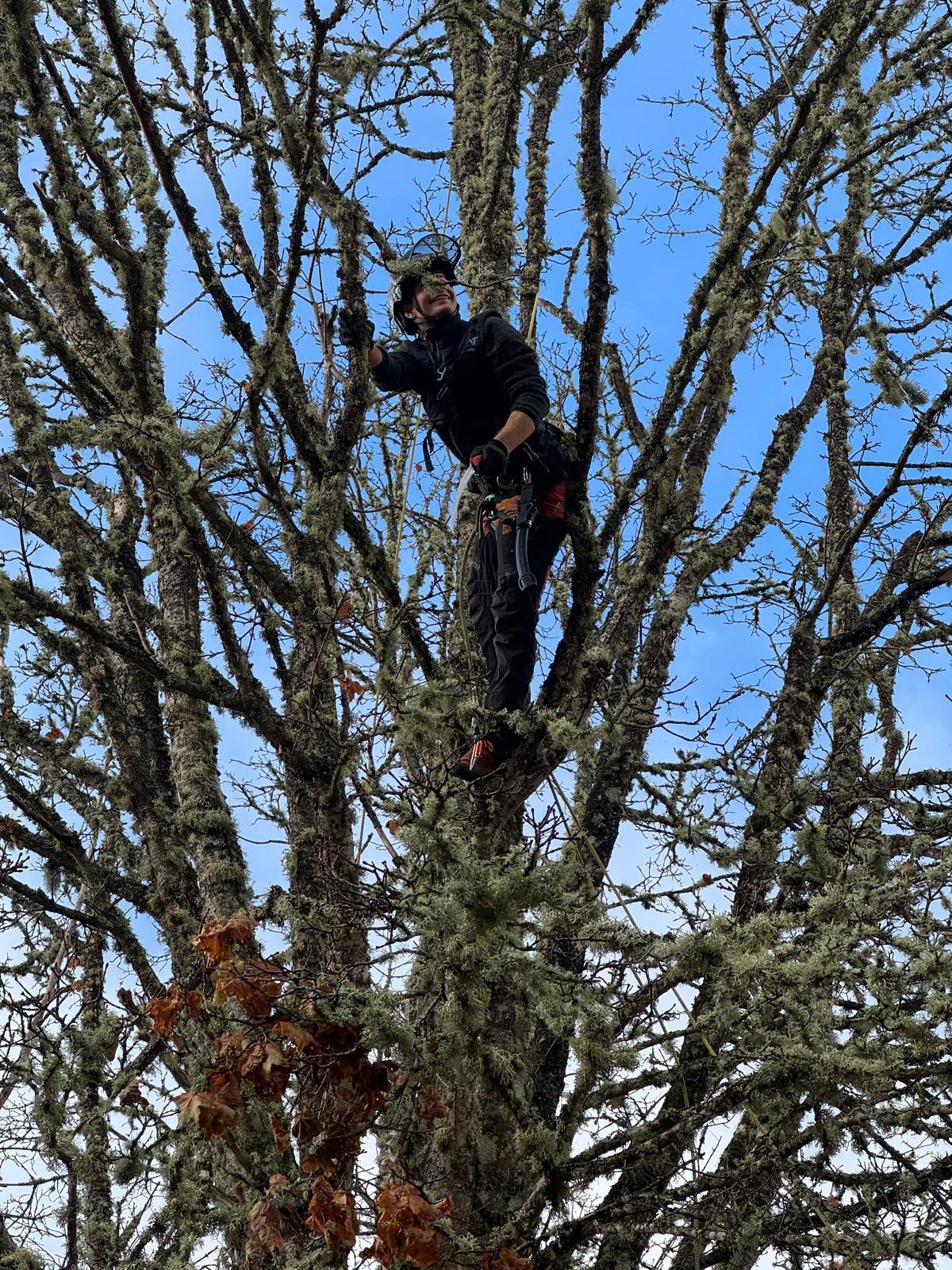 Person klettert in einem Baum, trägt Kletterausrüstung, hat eine Kappe und Winterkleidung, blauer Himmel im Hintergrund.