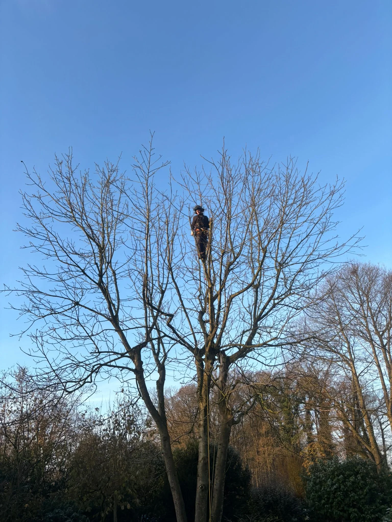 Ein Mensch sitzt hoch oben in einem Baum bei klarem Himmel.