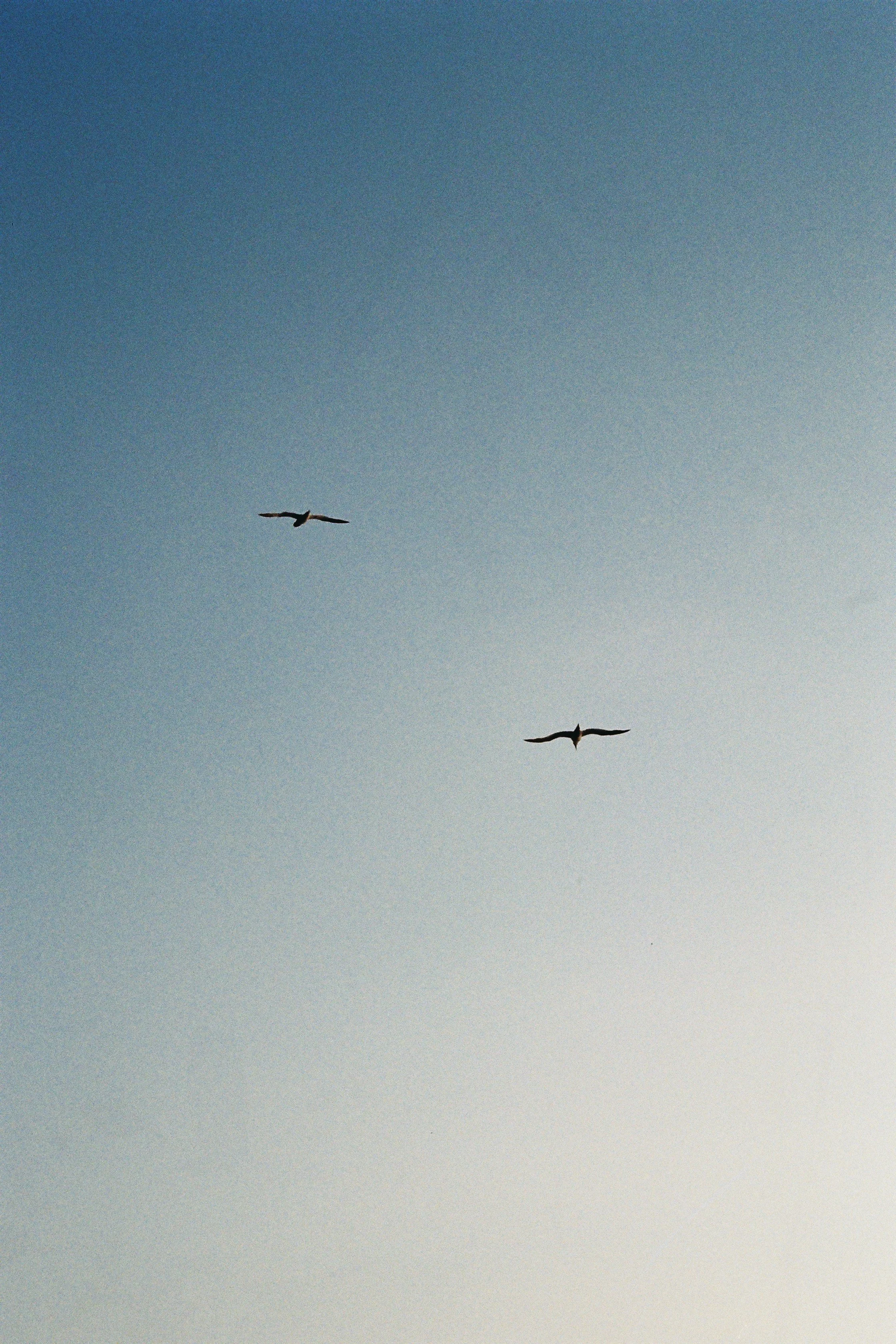 Voyage, Oiseaux, Charlotte-Magne-Photographie©