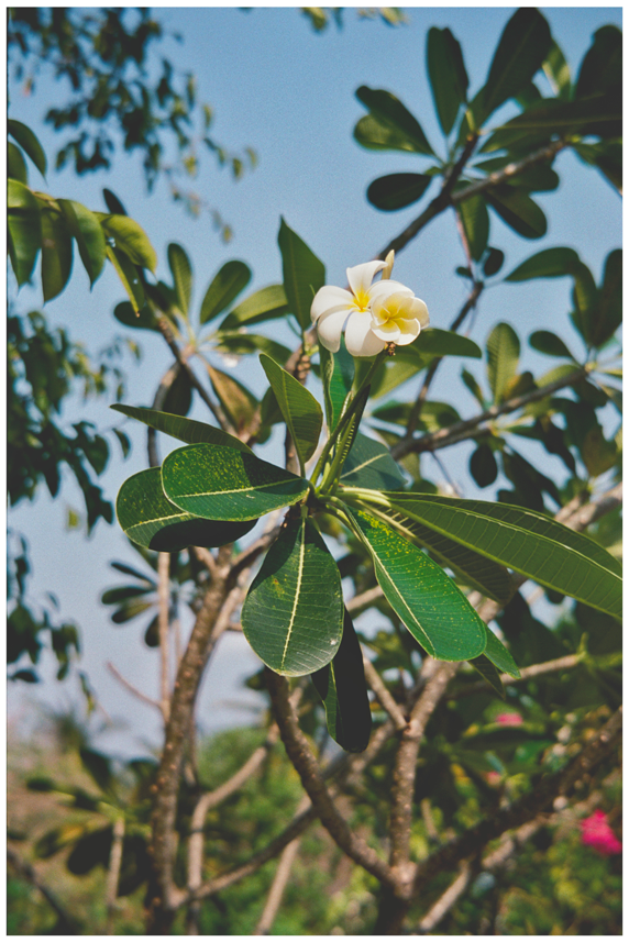 Voyage, Thaïlande, Charlotte-Magne-Photographie©