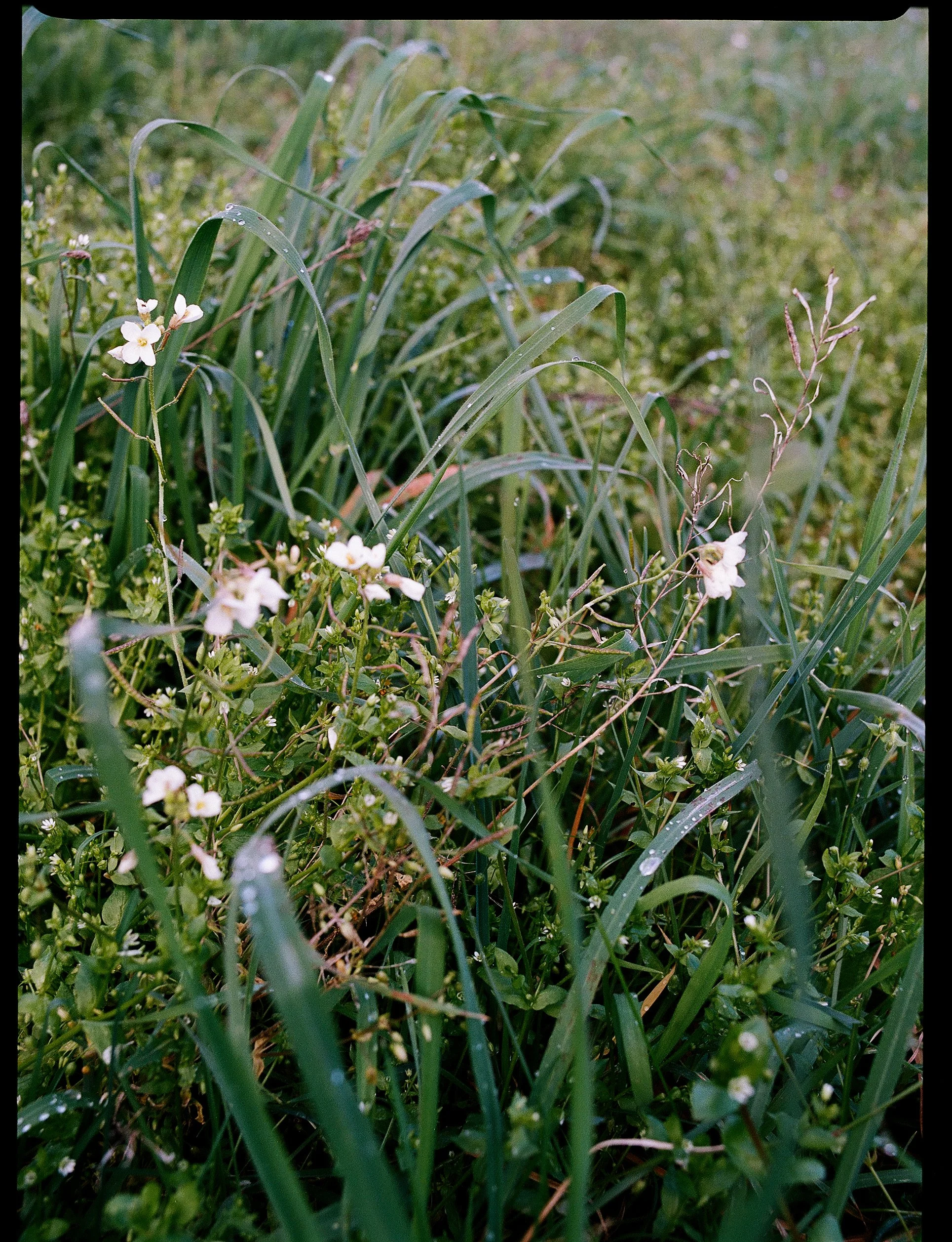 Reportage, Nature, Can Silvestre ©Charlotte-Magne-Photographie