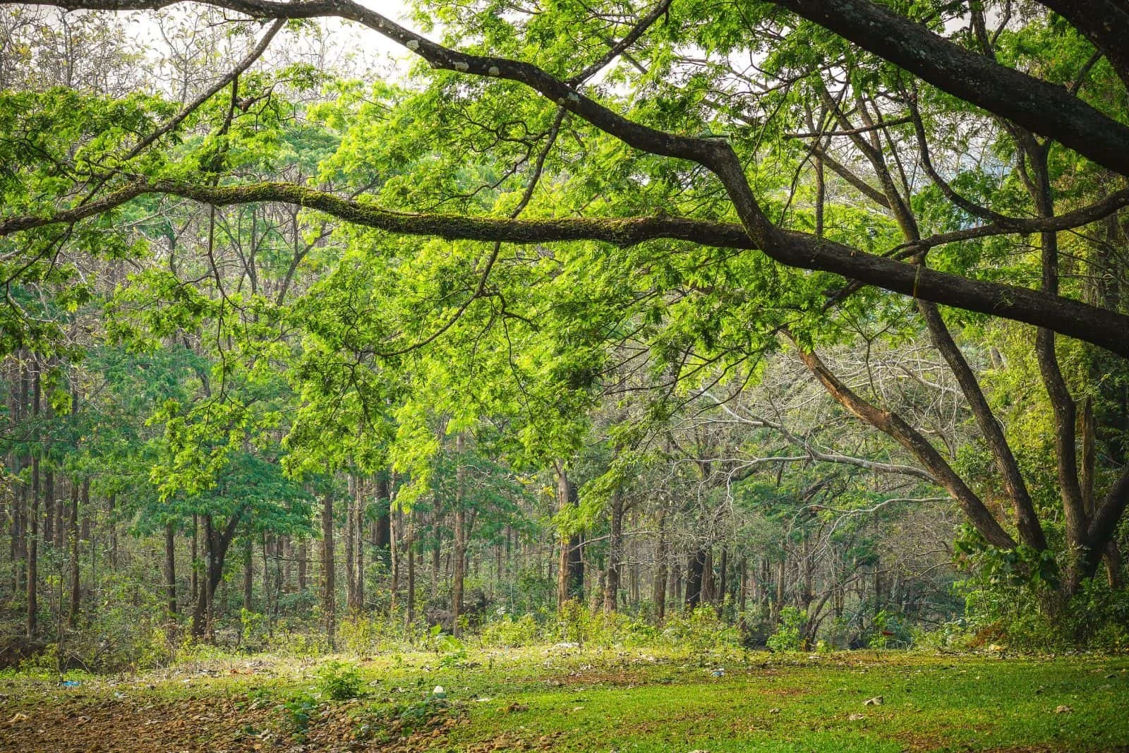 Lush green forest scenery with vivid foliage, captured at Thenmala, India