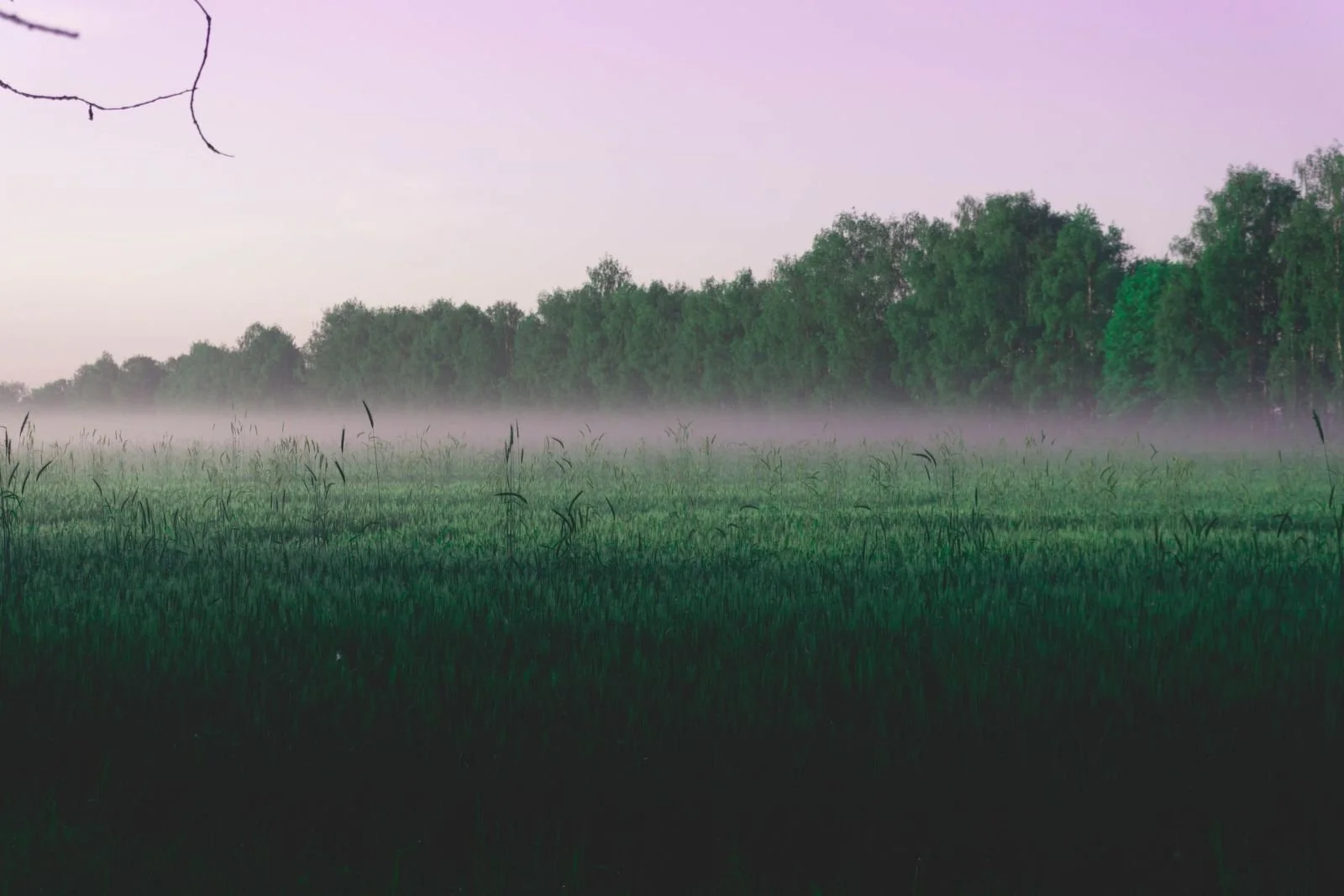 calm dawn misty grounds