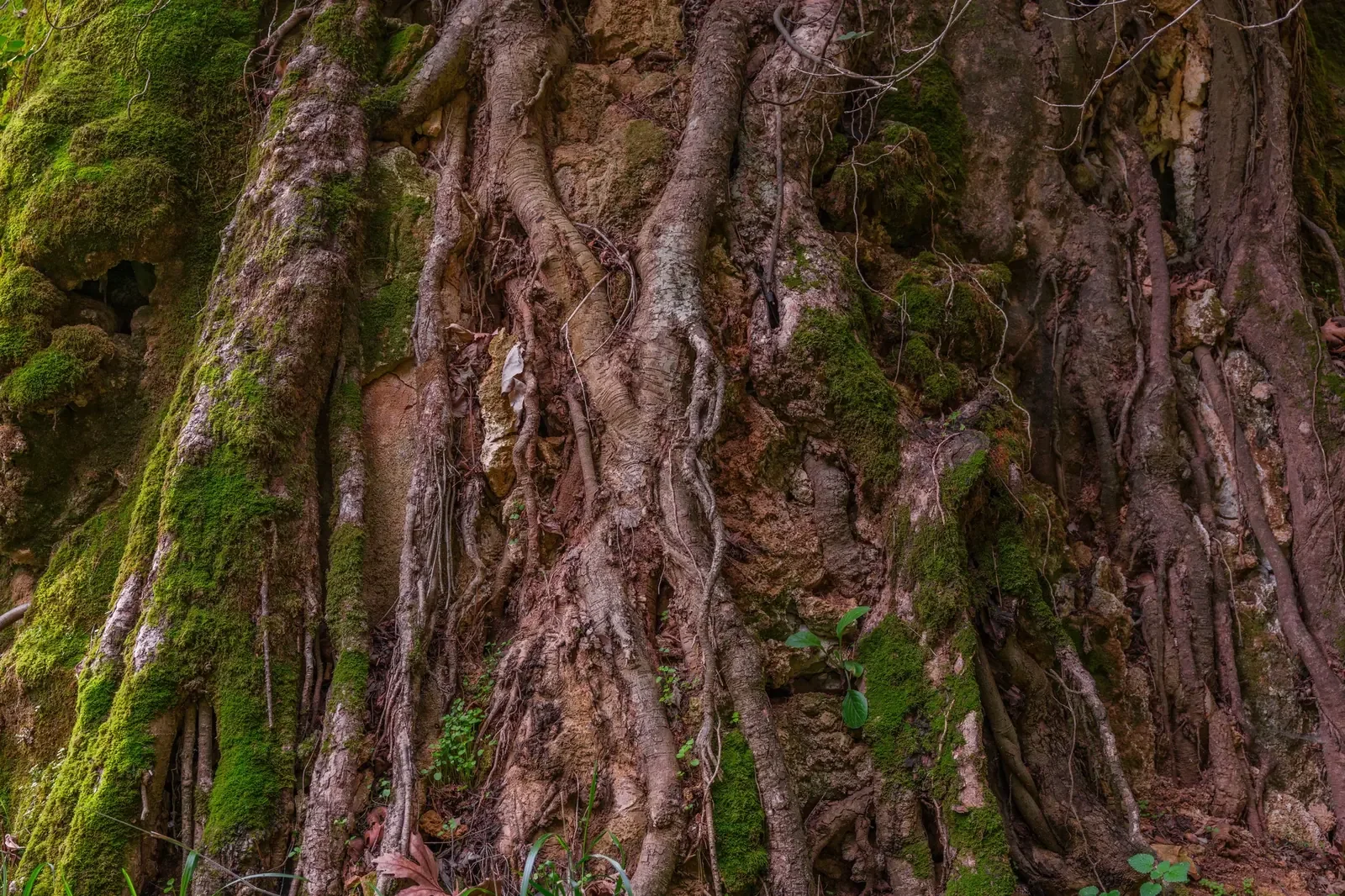 animism - tree roots