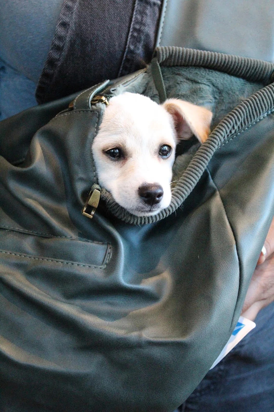 Charlottesville Albemarle SPCA