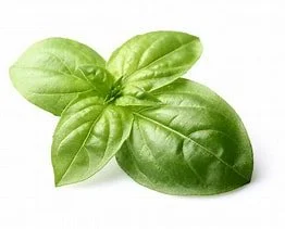 Close-up of fresh basil leaves