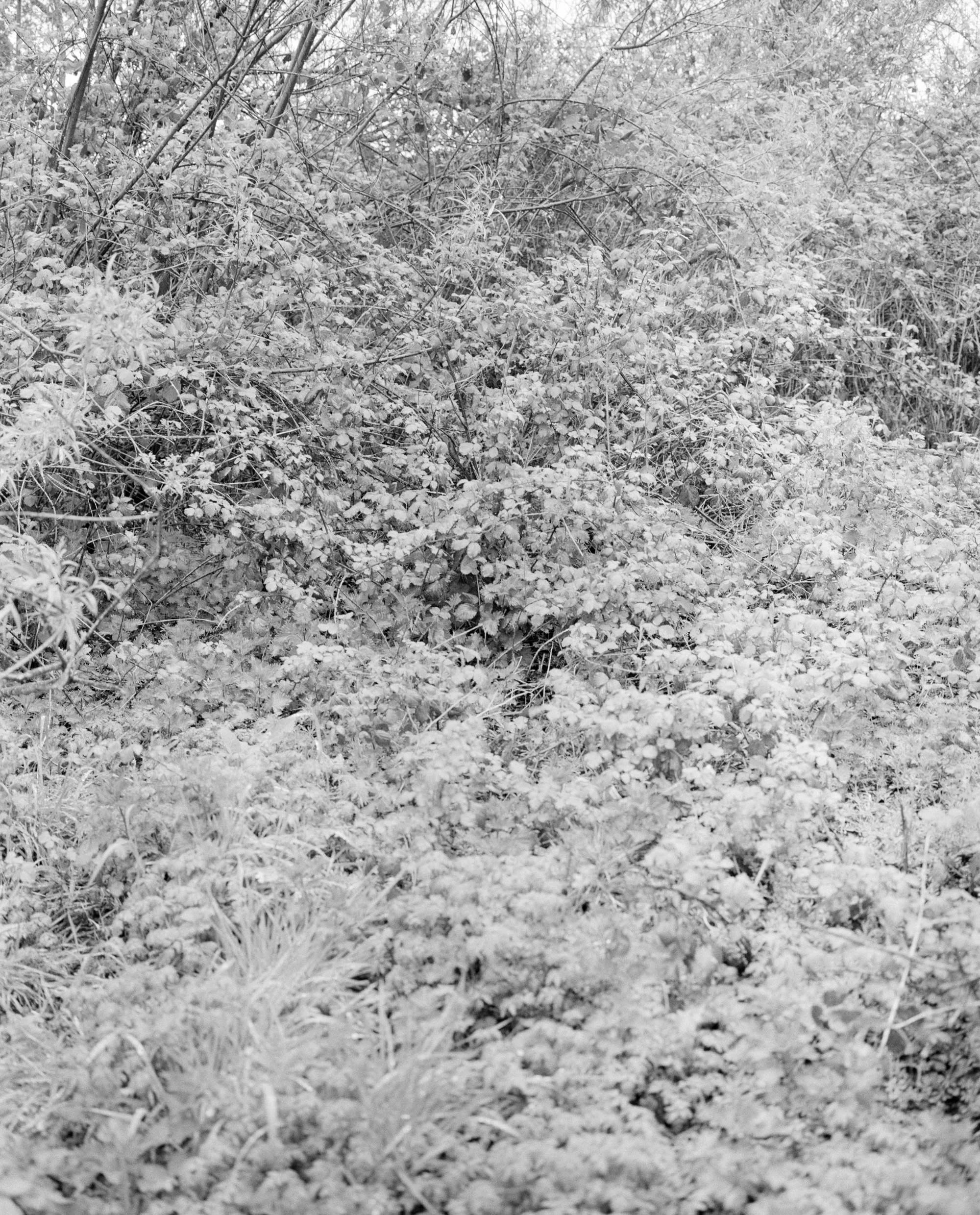 brambles-+2-web.jpg
