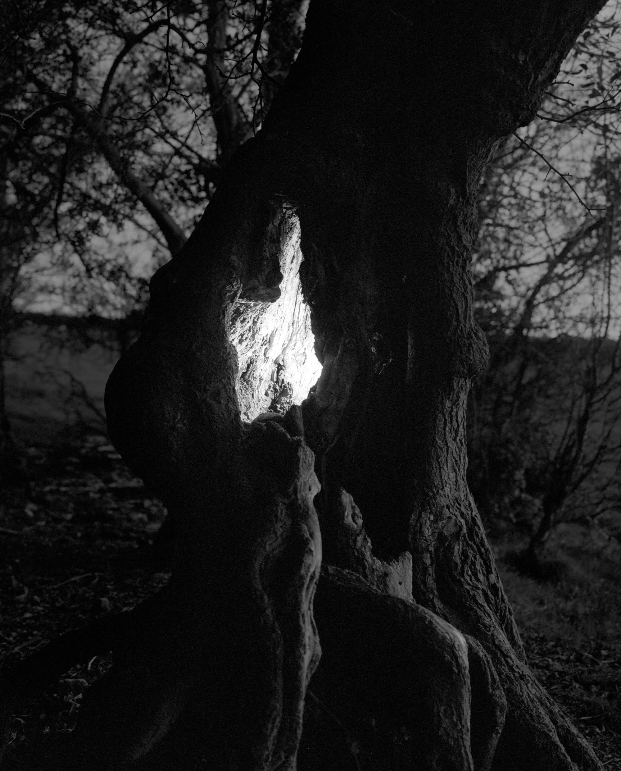 tree-glow-02-edit-web.jpg