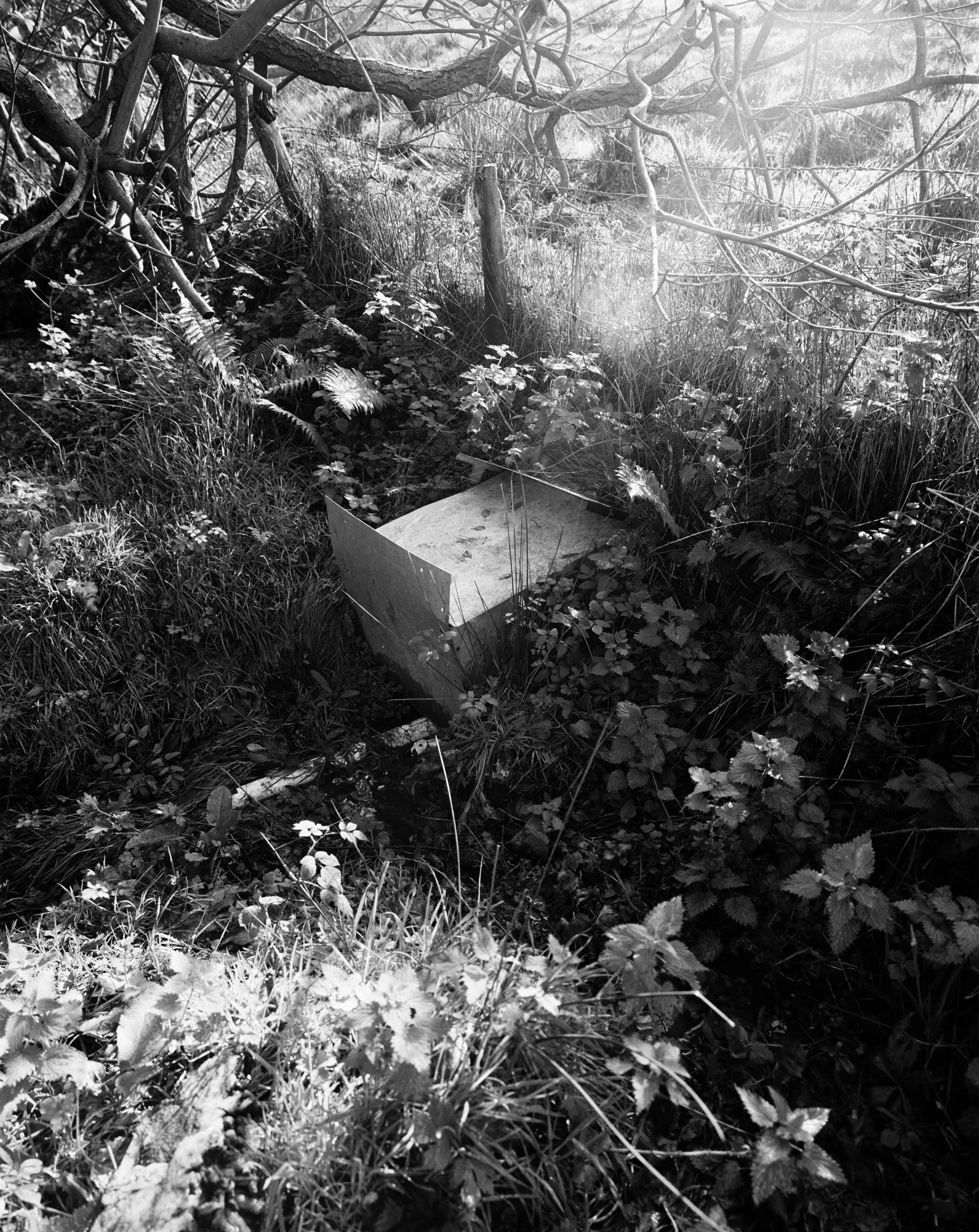 spring02-edit2-web.jpg