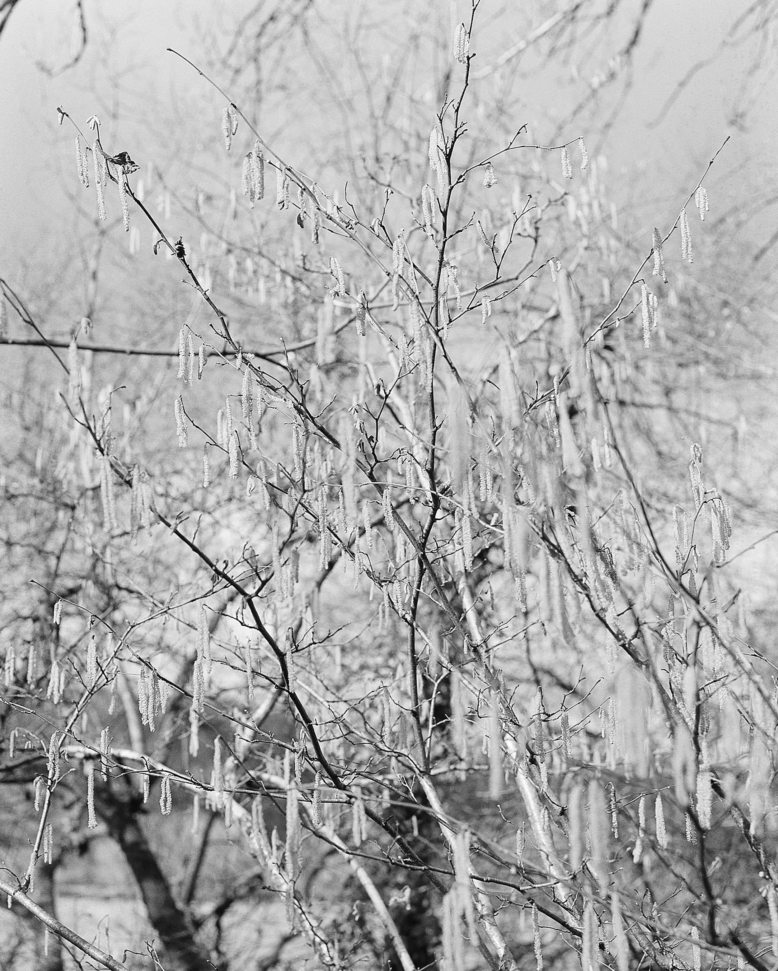 rollei03.jpg