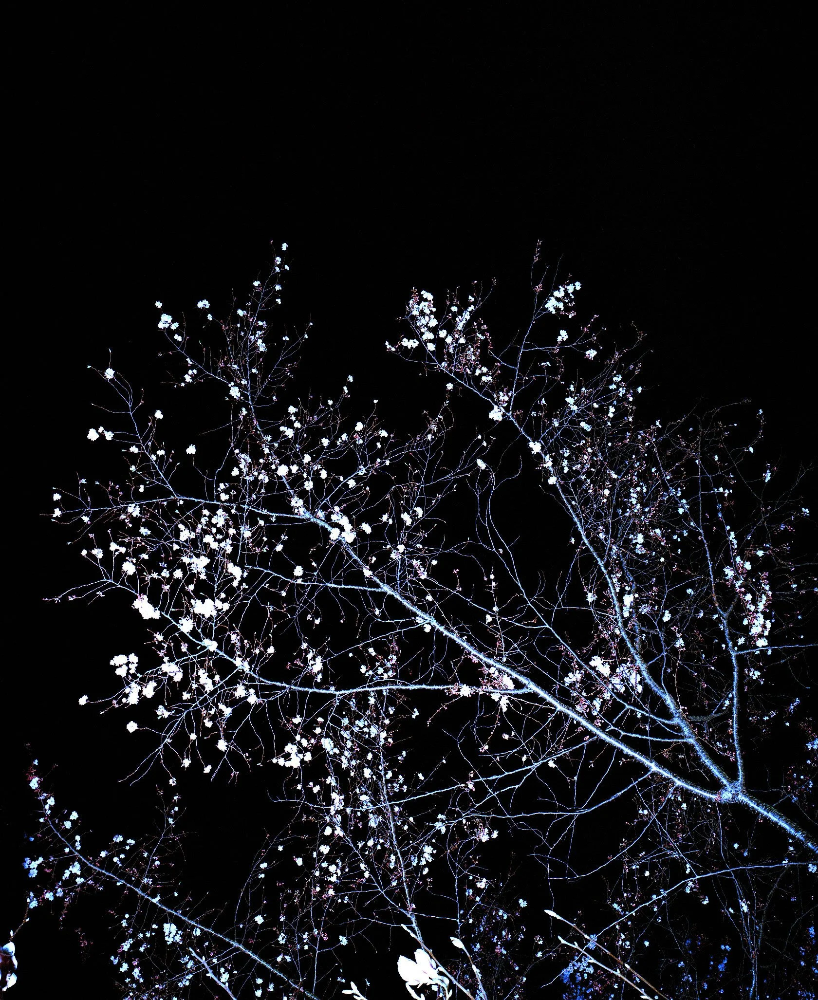 Blossom.jpg