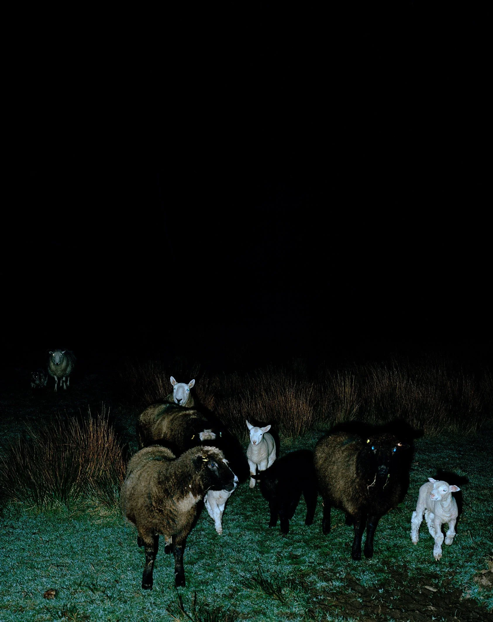 Sheep.jpeg