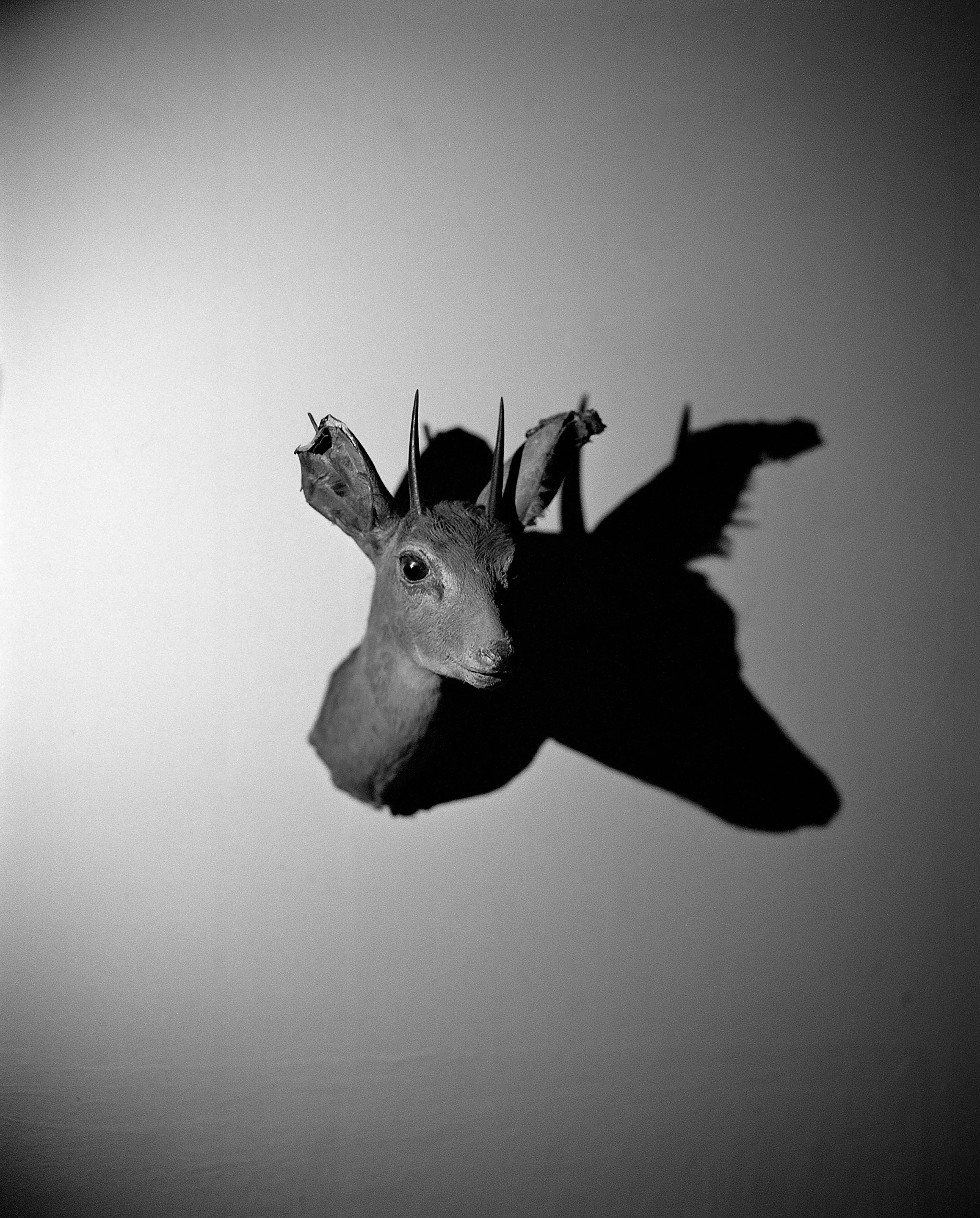 deerhead01.jpg