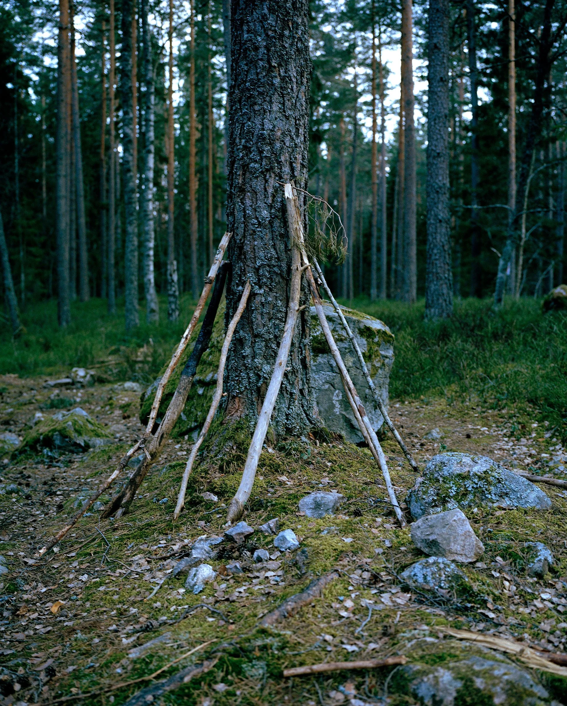 Sweden Woods 01.jpg