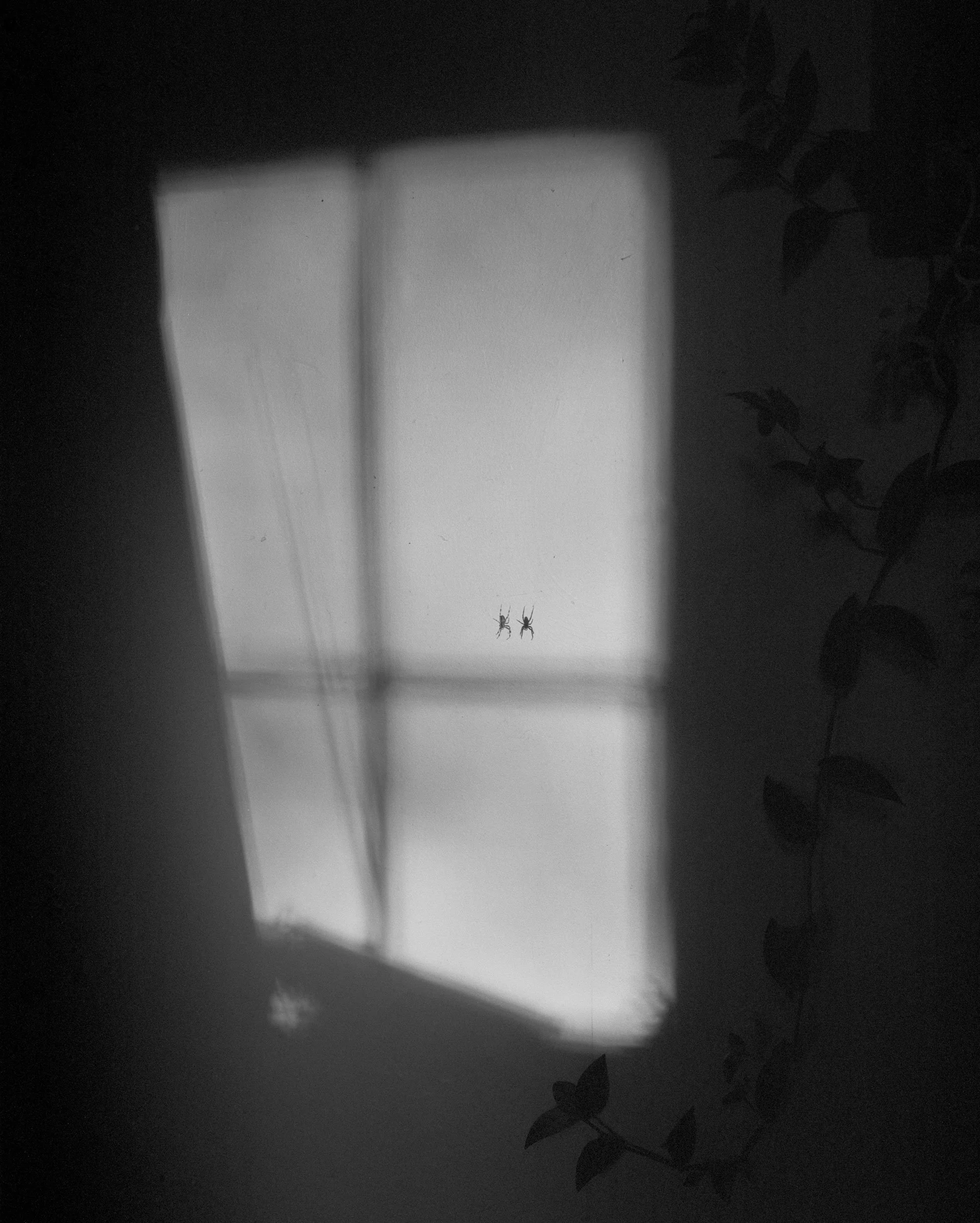 spider-02-Edit-web.jpg