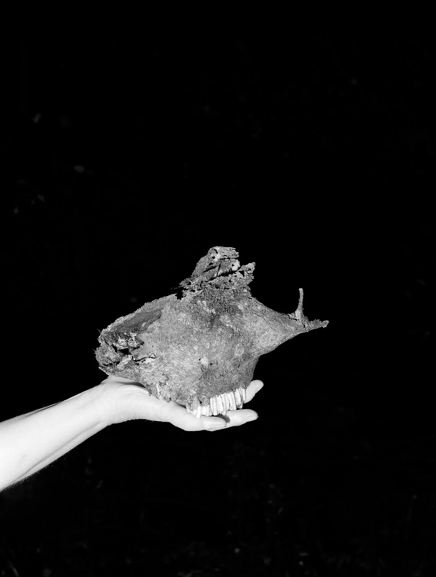 skull05-bw-web.JPG