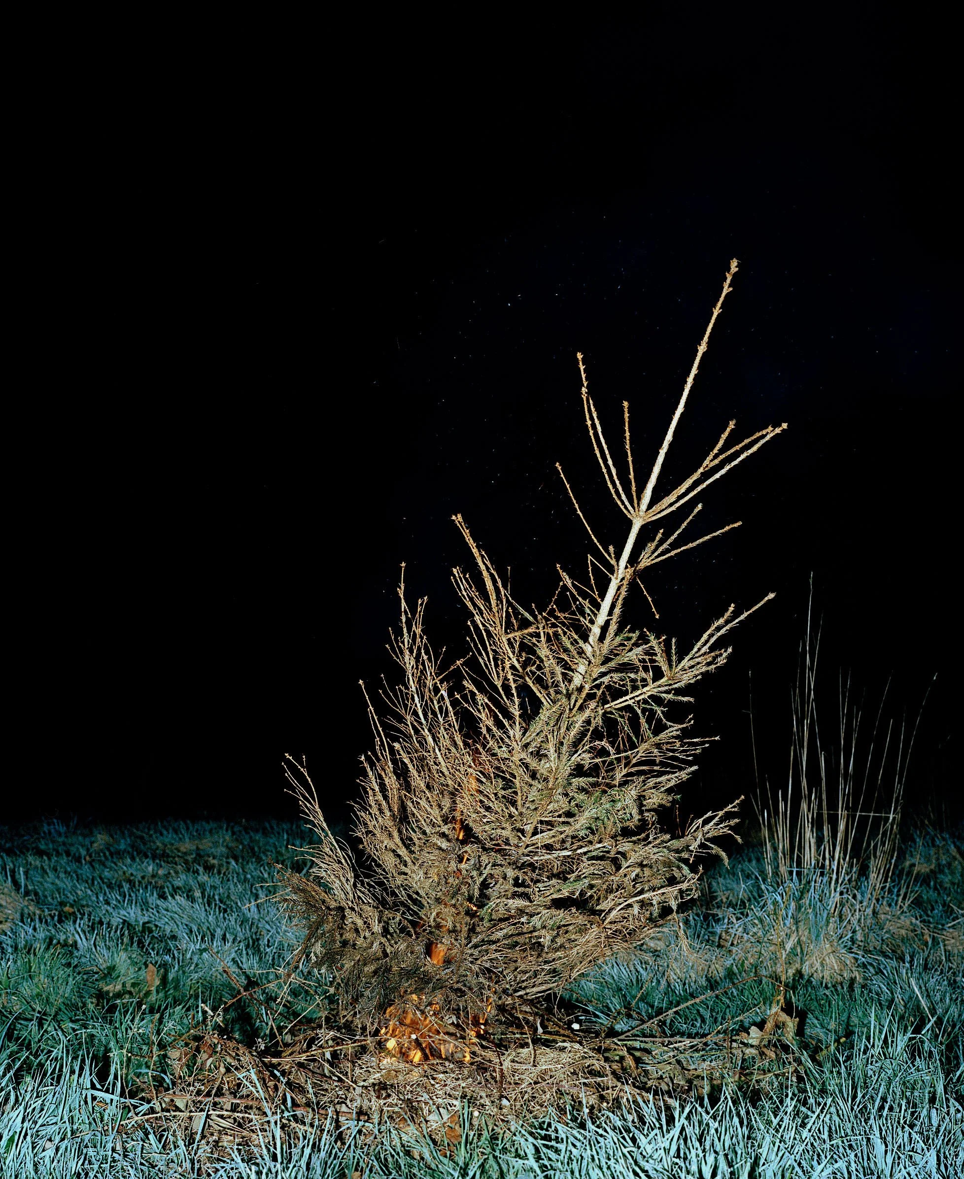 Burning Tree.jpeg