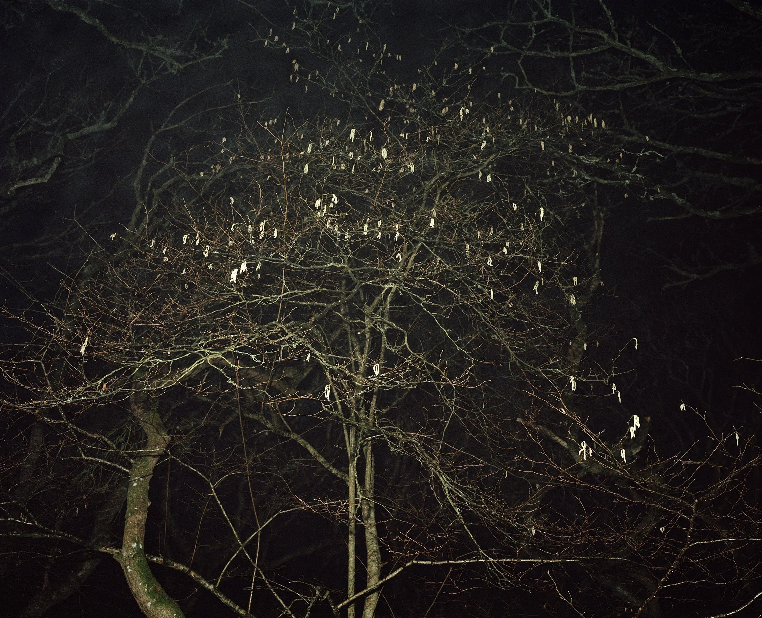 Catkins.jpg