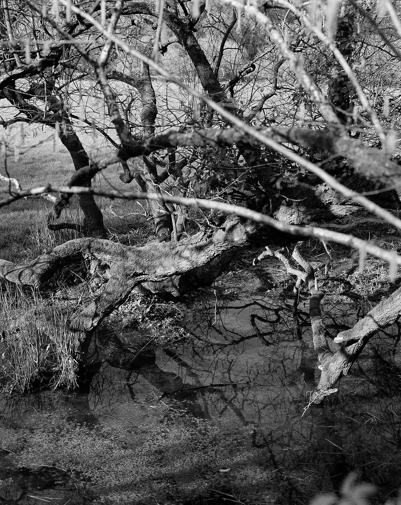 rollei04-web.jpg