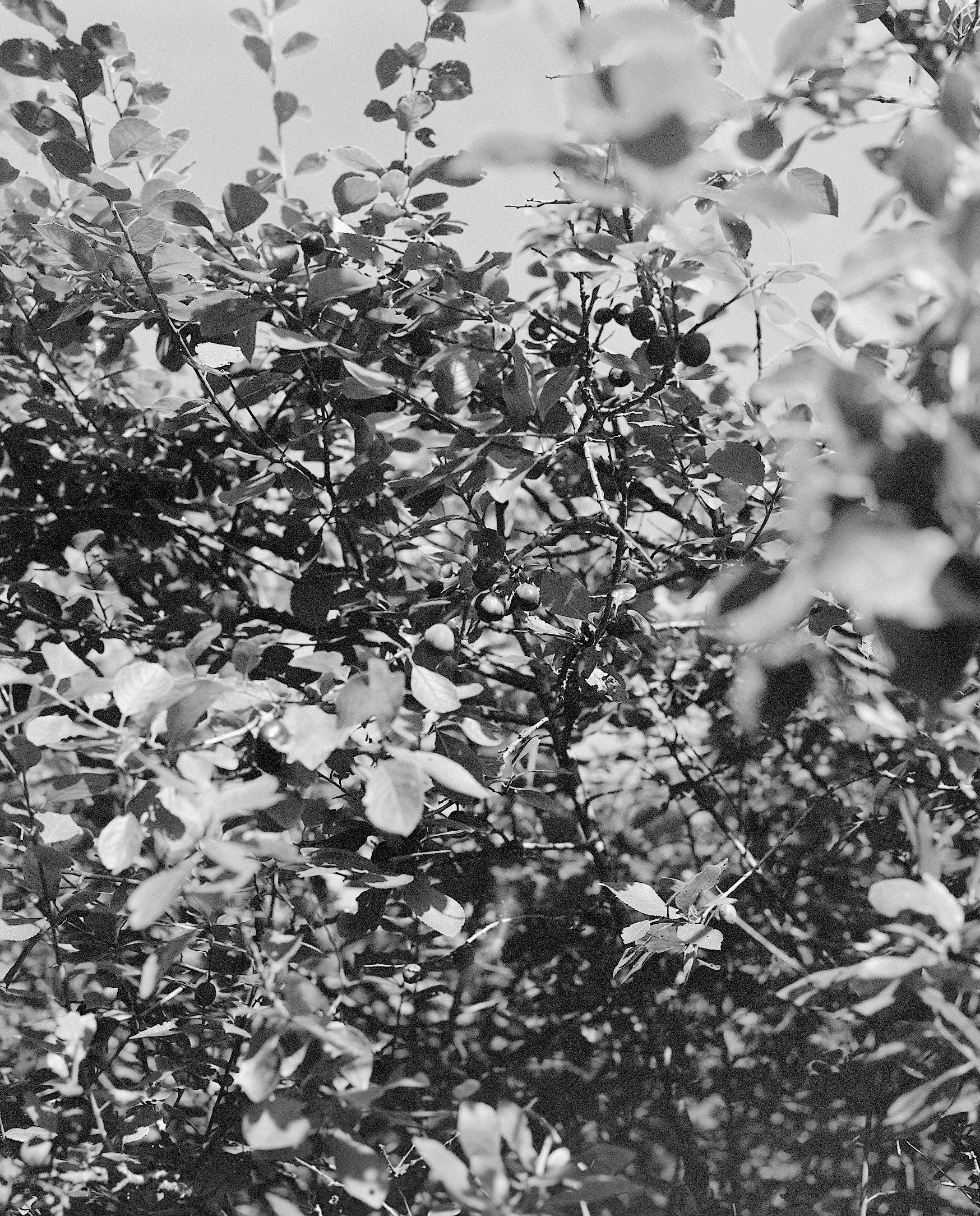 summer35-bw-edit web.jpg