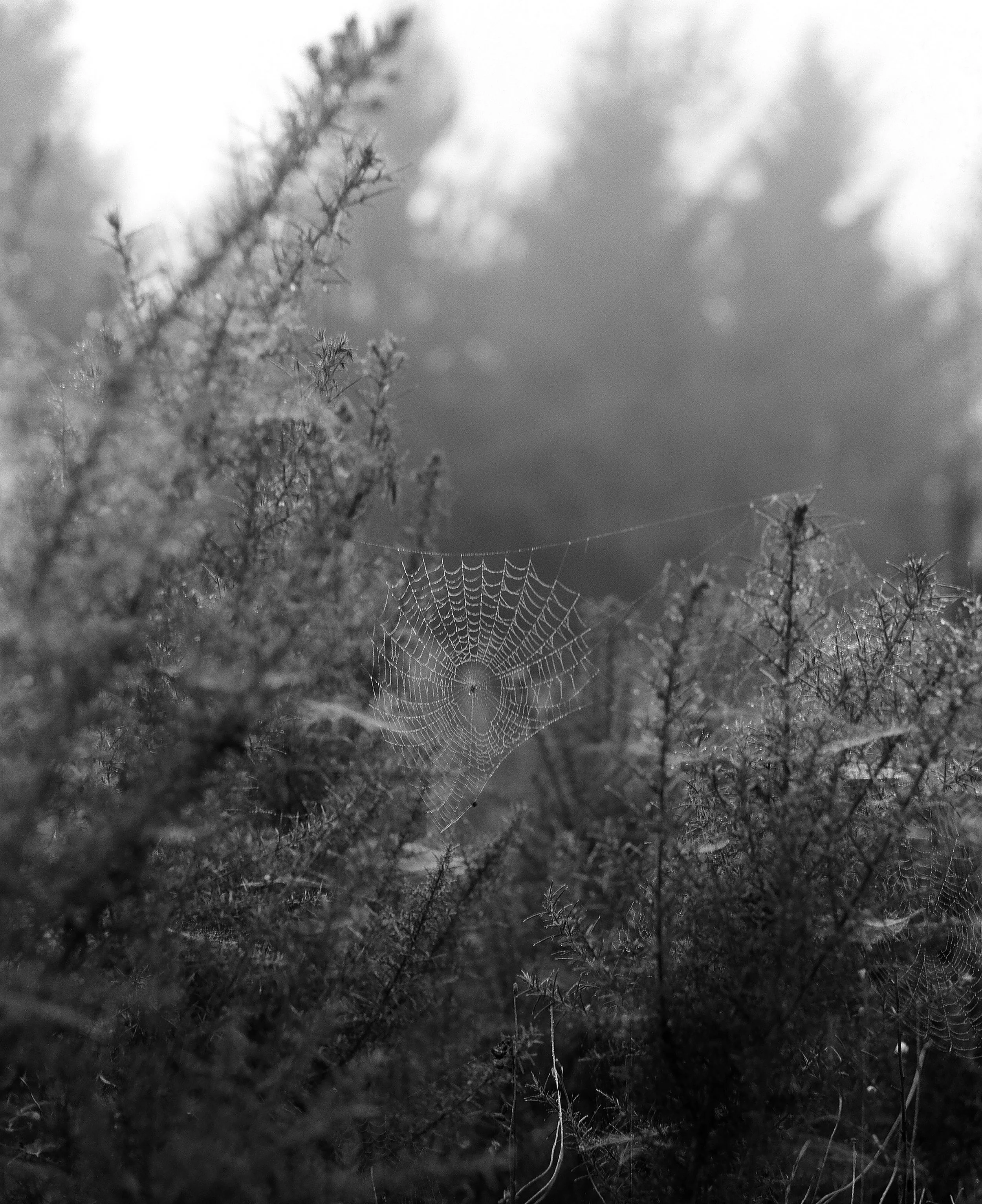 spiderweb edit.jpg