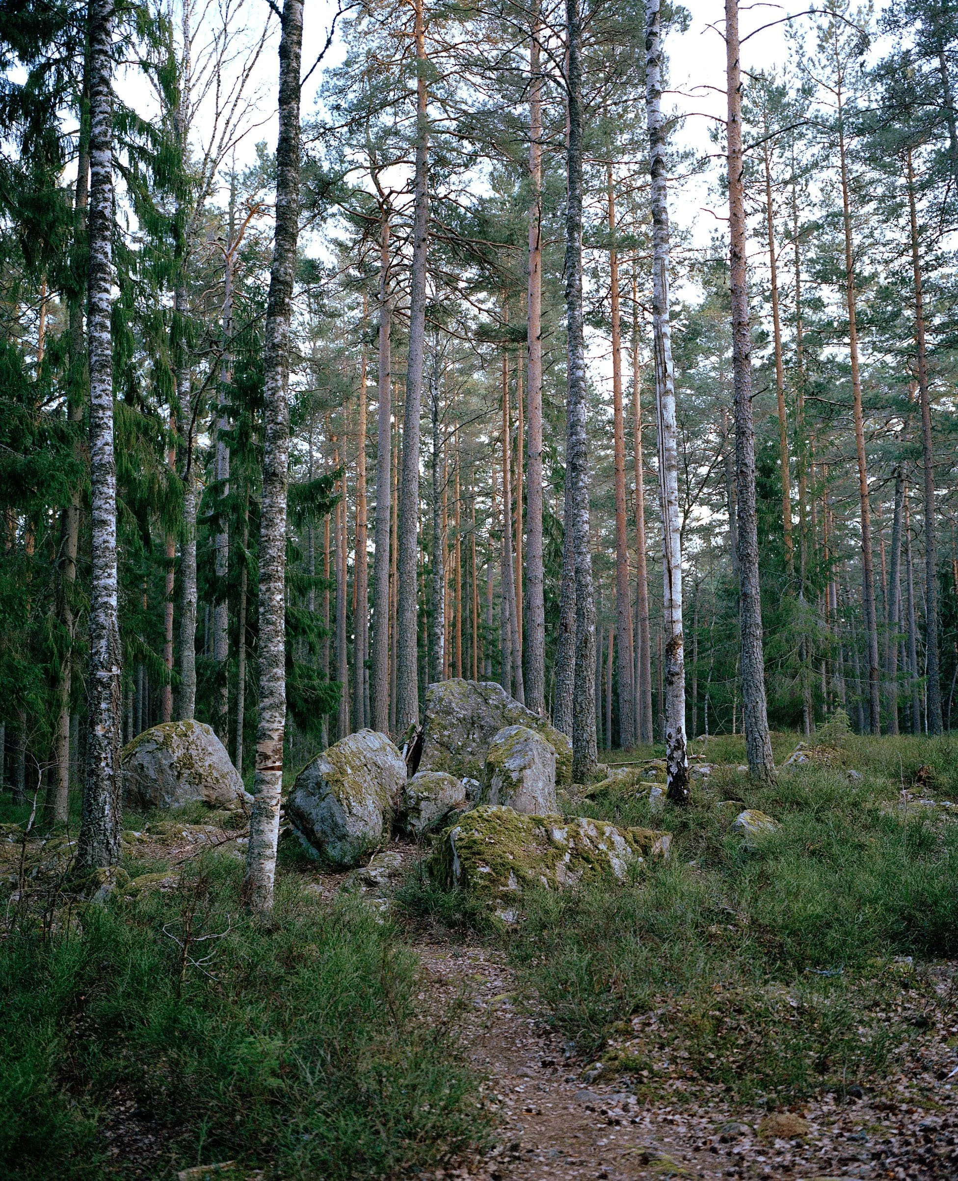 Sweden Woods 02.jpg