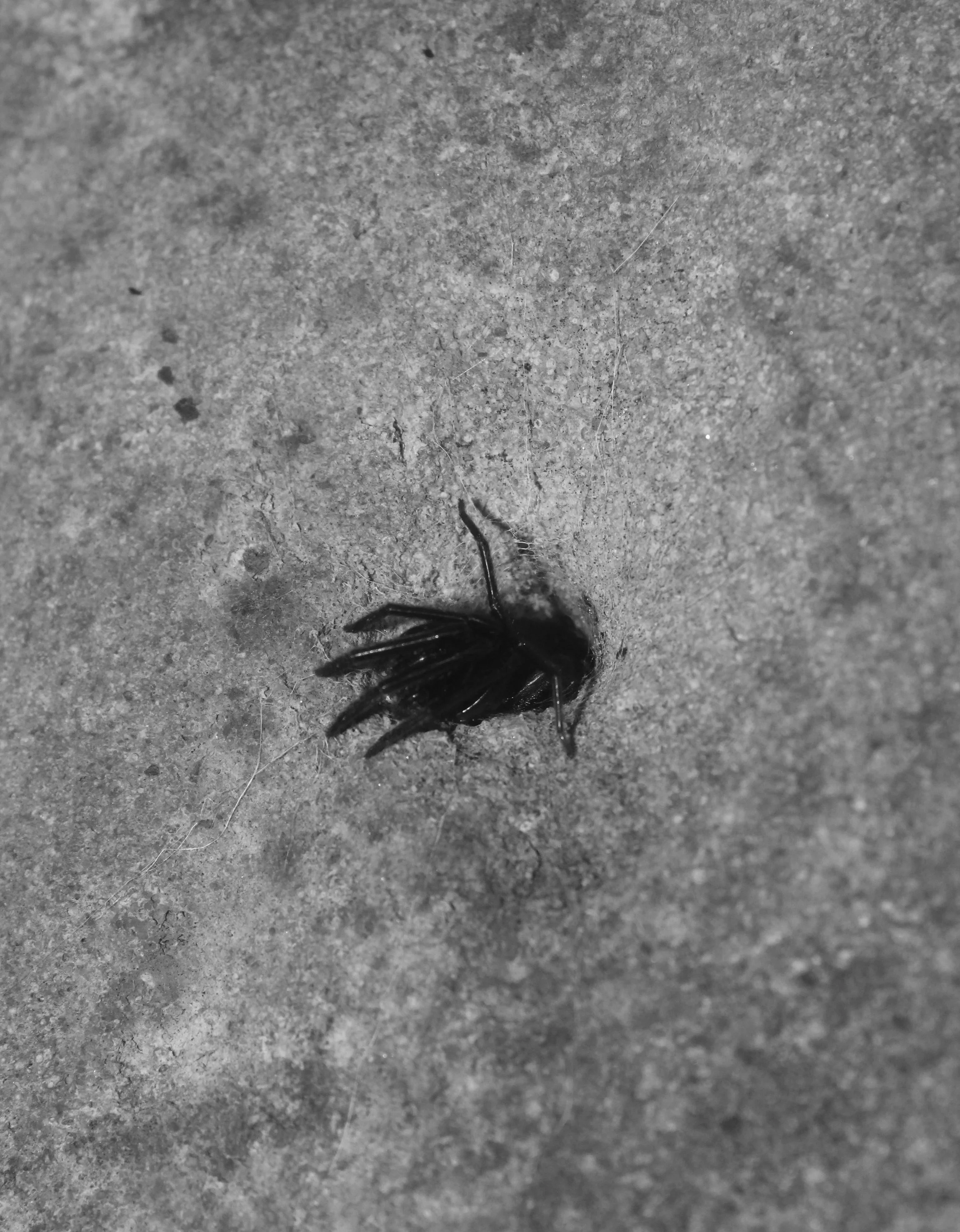 IMG_7454 bw.JPG