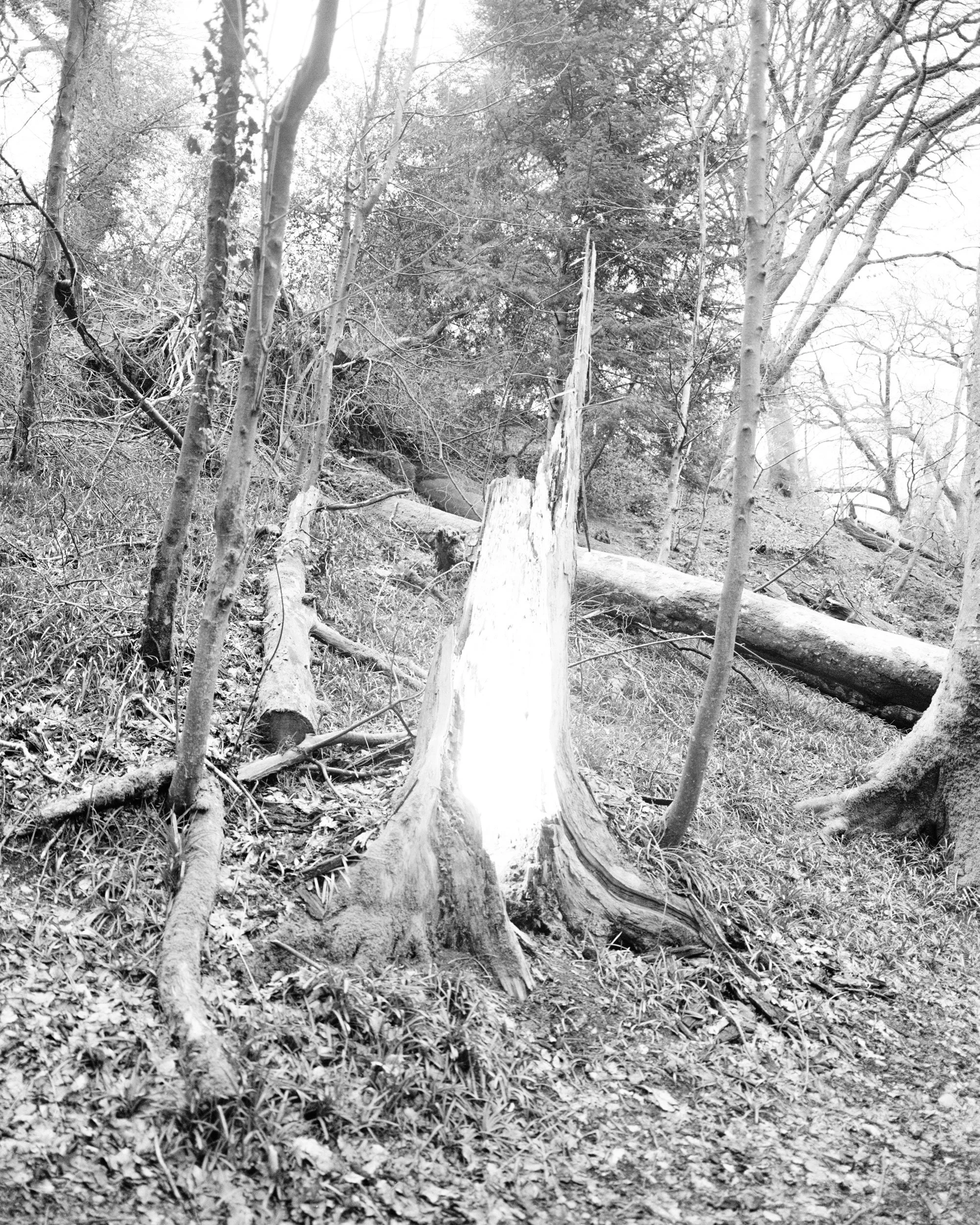 tree-stump-03-001-edit-02.jpg