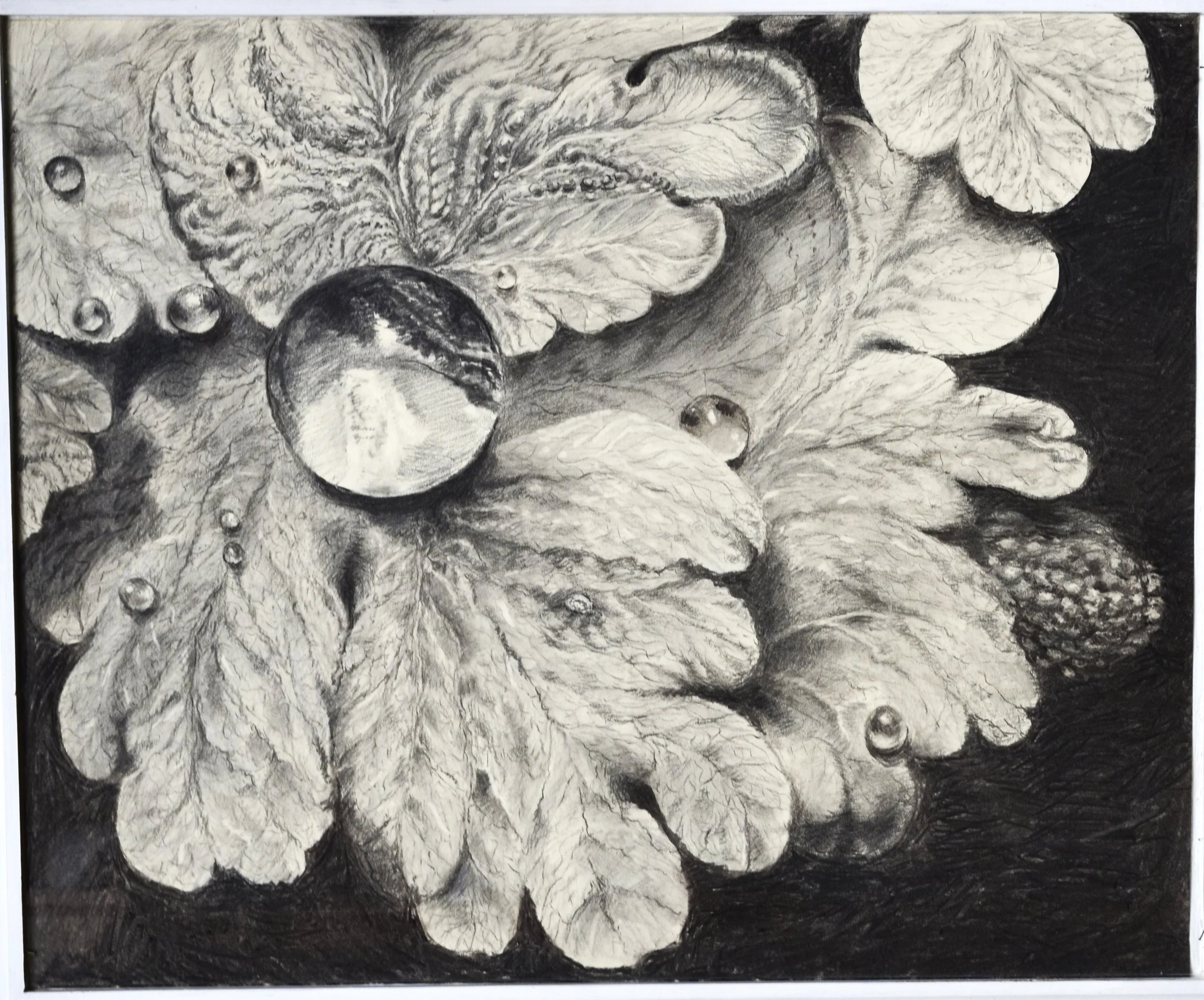 bladeren met dauw.JPG