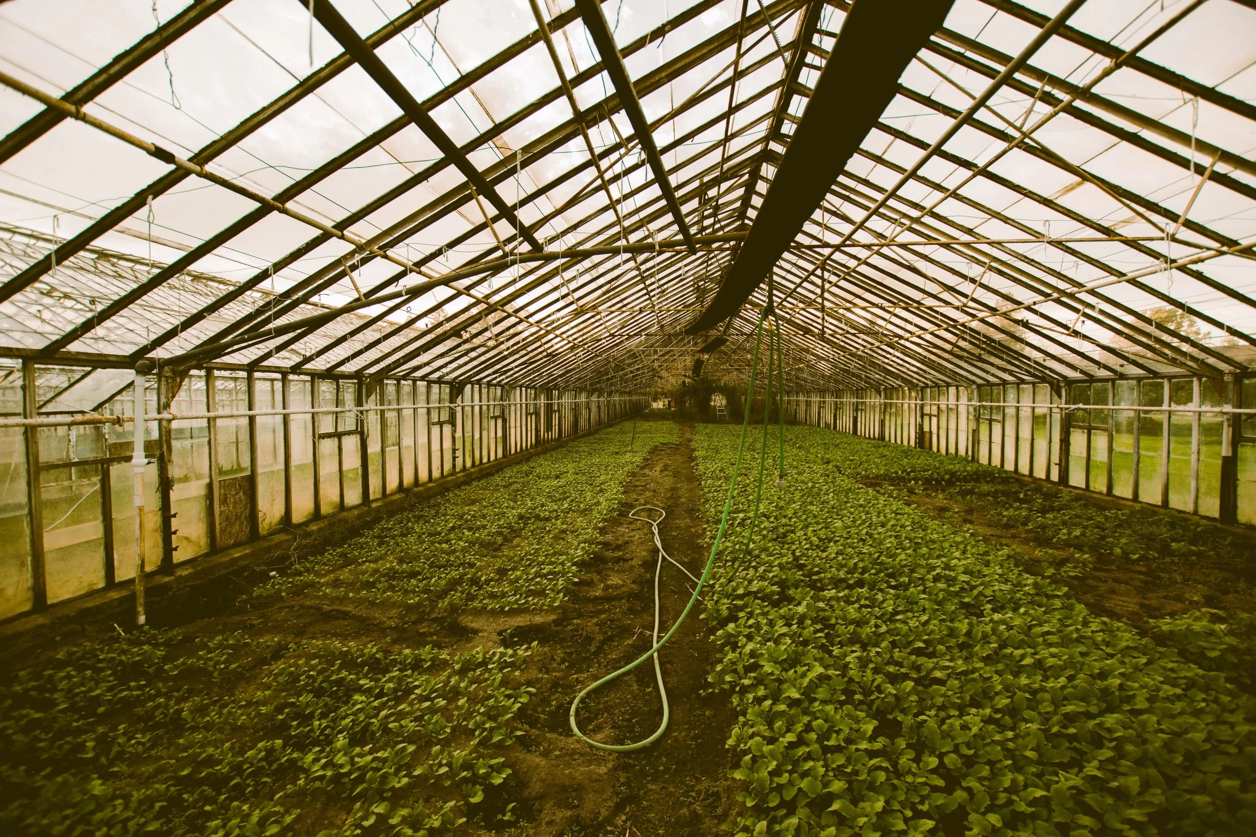 Inside a large greenhouse with transparent ceiling and walls, rows of green leafy plants growing in soil, and irrigation hoses running through the plants.