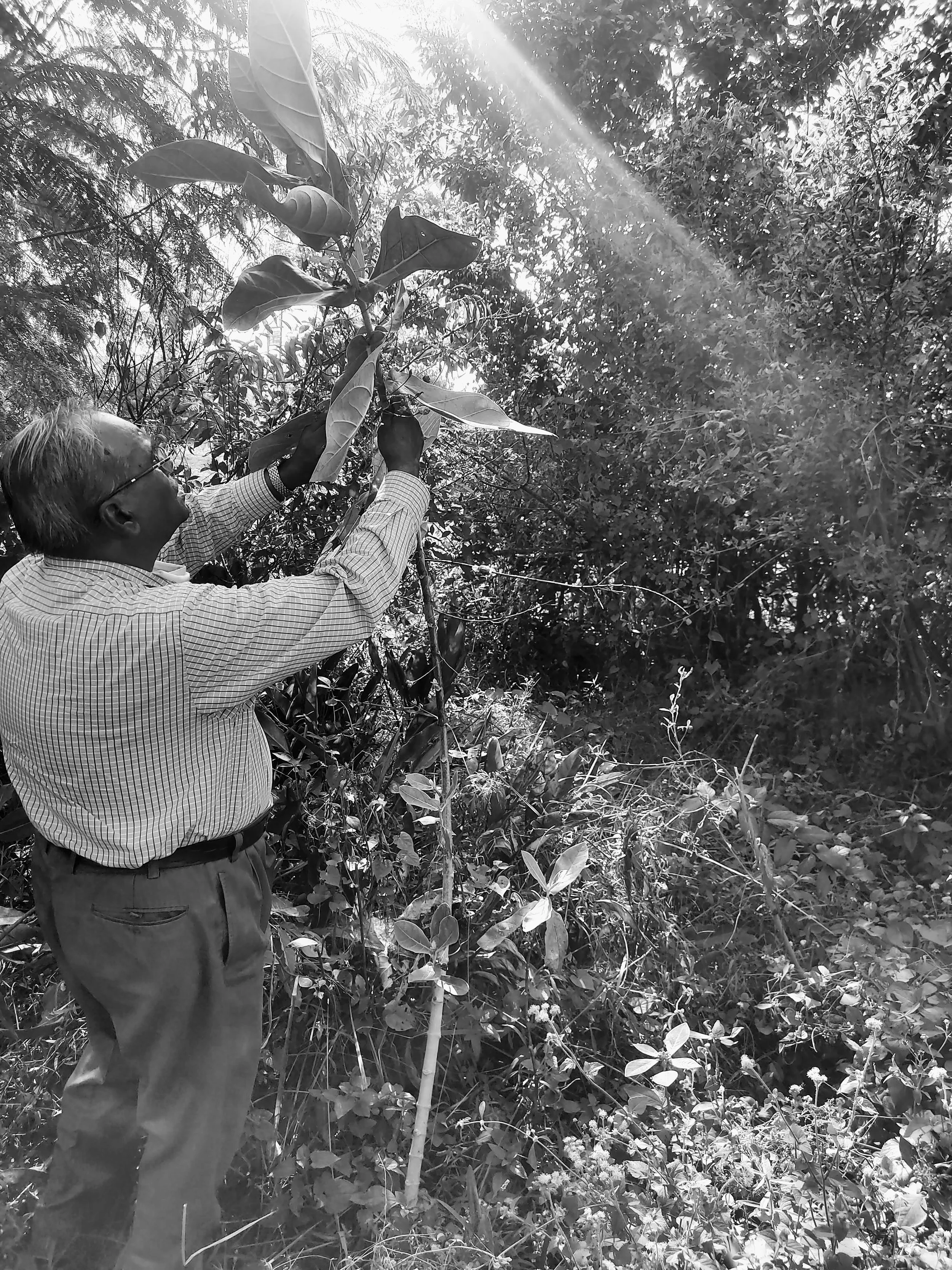 A man, wearing glasses and a plaid shirt, is standing in a dense, leafy outdoor setting. He is reaching upward and appears to be planting or inspecting a small tree or sapling. The sunlight is filtering through the foliage, creating a bright light beam and shadows among the plants.