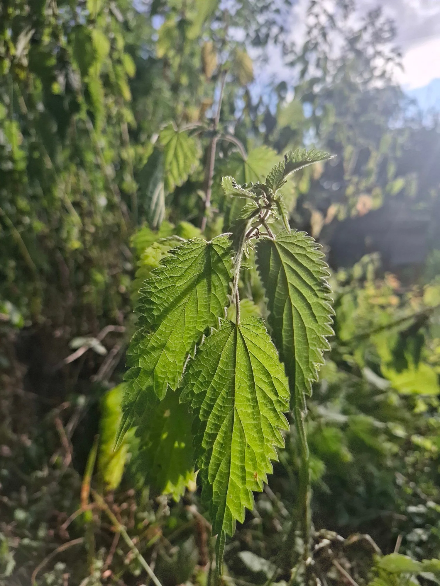 Making Nettle Cordage