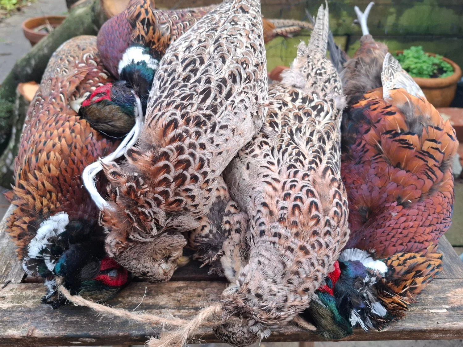 Multiple dead pheasants lying on wooden surface, tied together with string.