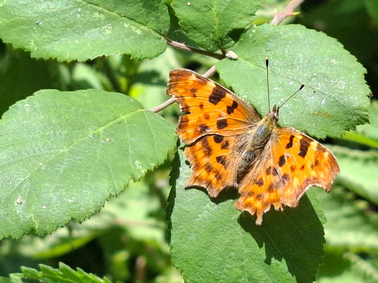 Comma.jpg