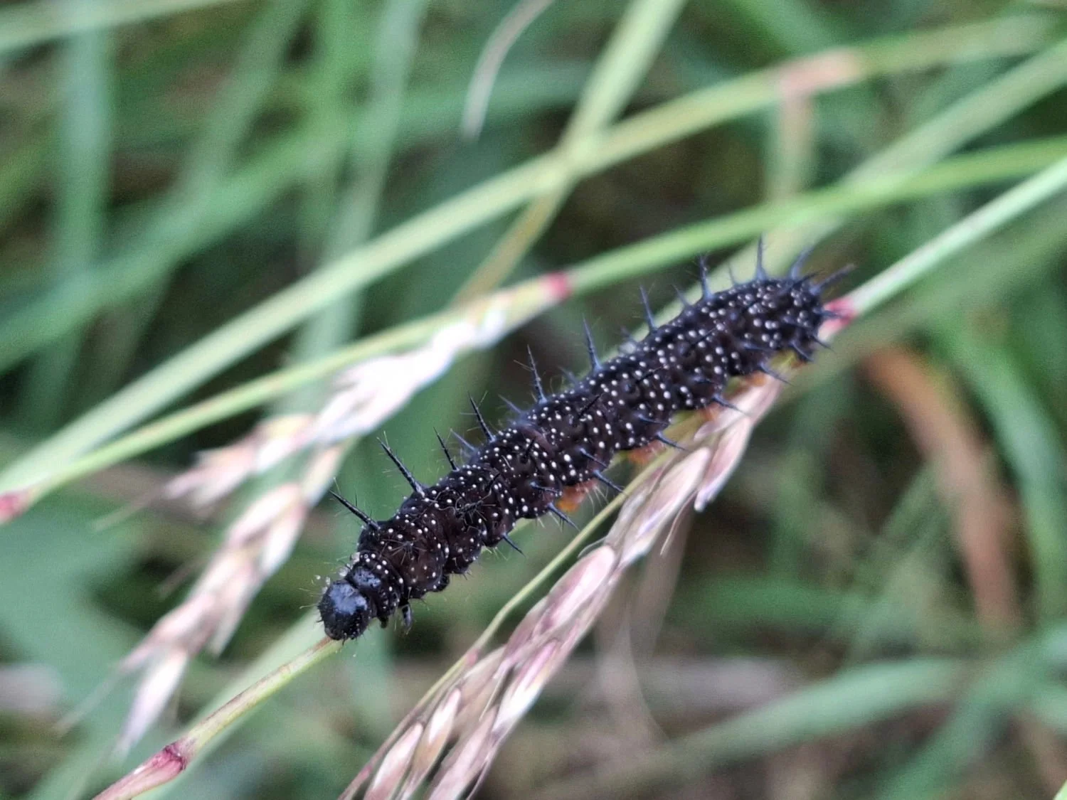 Peacock Caterpillar.jpg