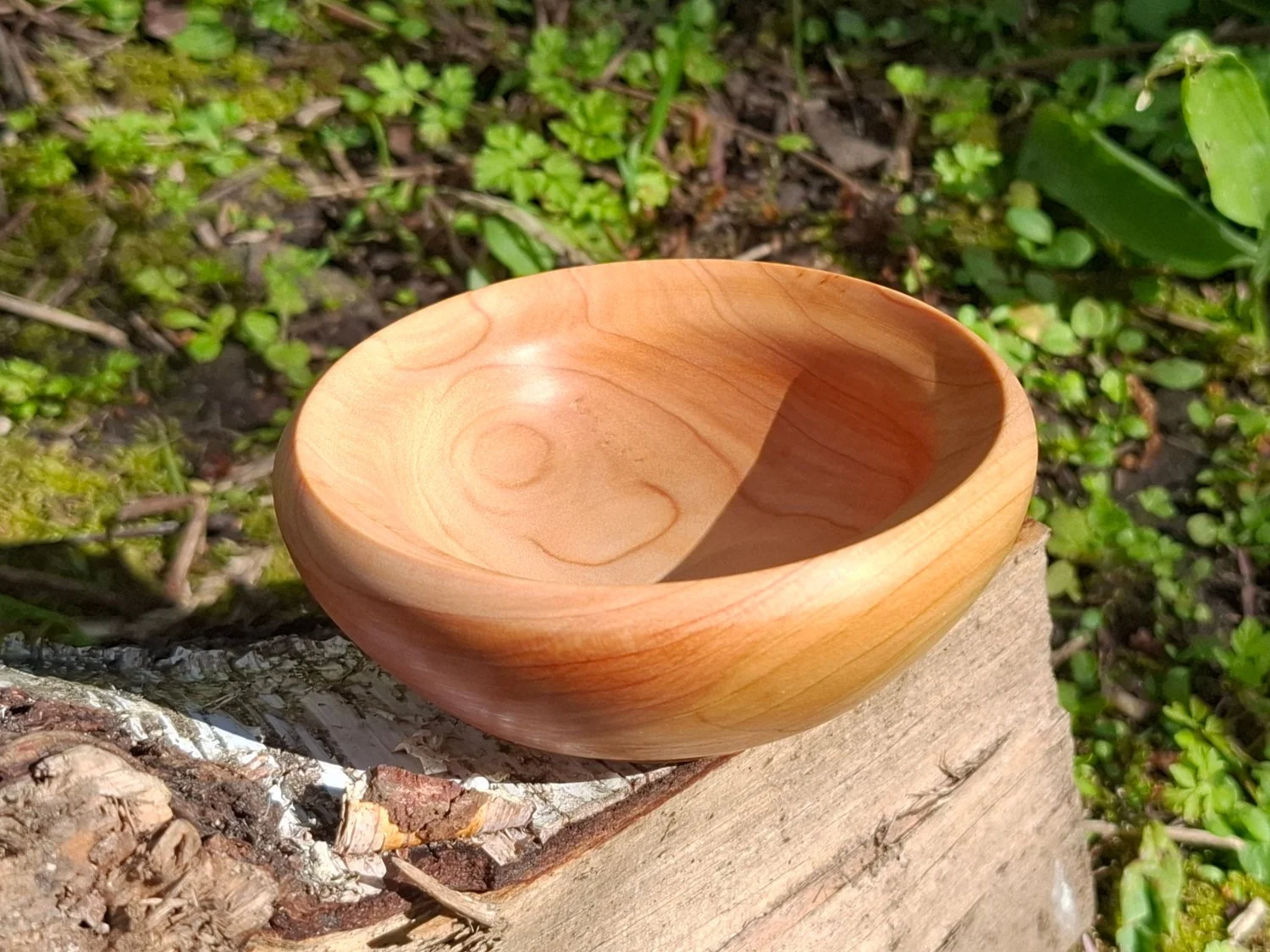 A wooden bowl placed on a piece of wood outdoors with green plants and moss in the background.