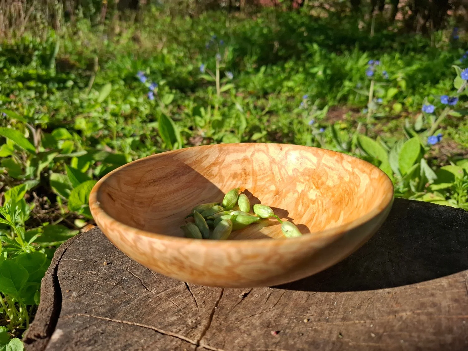 Wooden bowl with sunflower seeds on a tree stump outdoors with green plants and small blue flowers in the background.