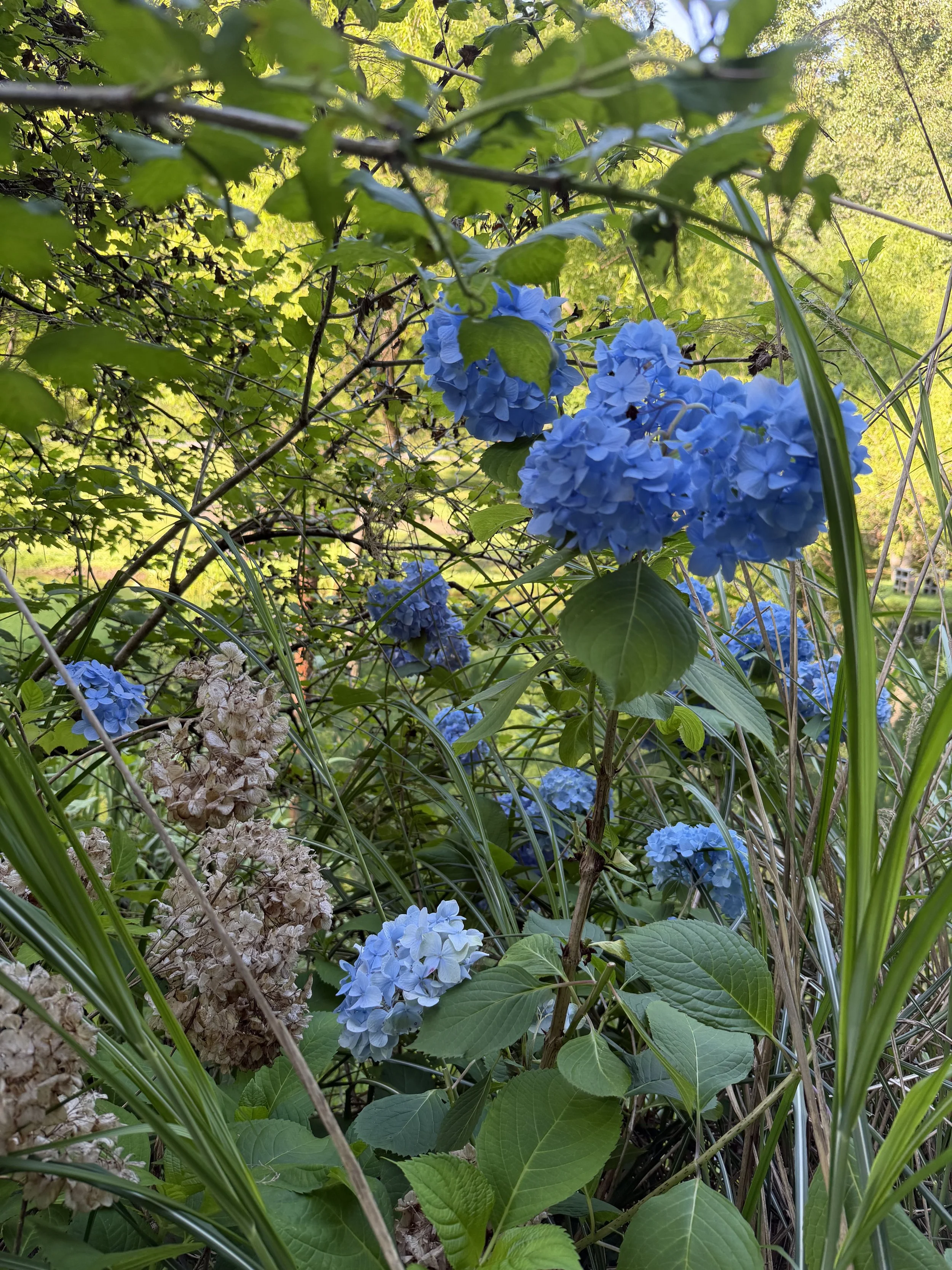 IMG_1025.jpeg