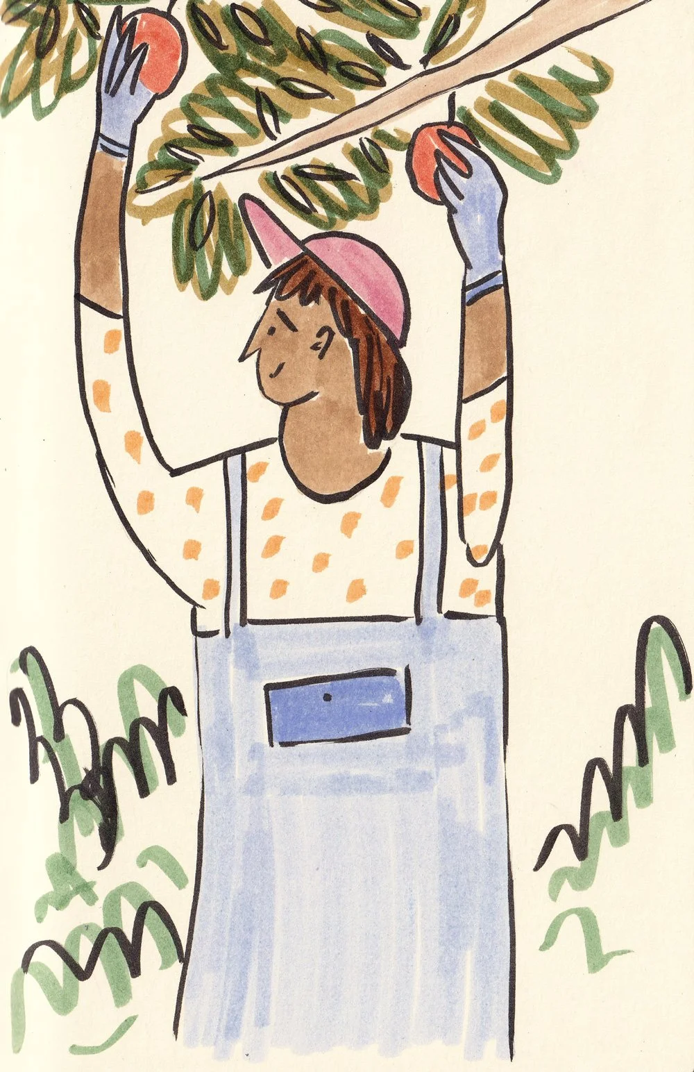 Mixed media drawing of a farmer picking apples from a tree branch.