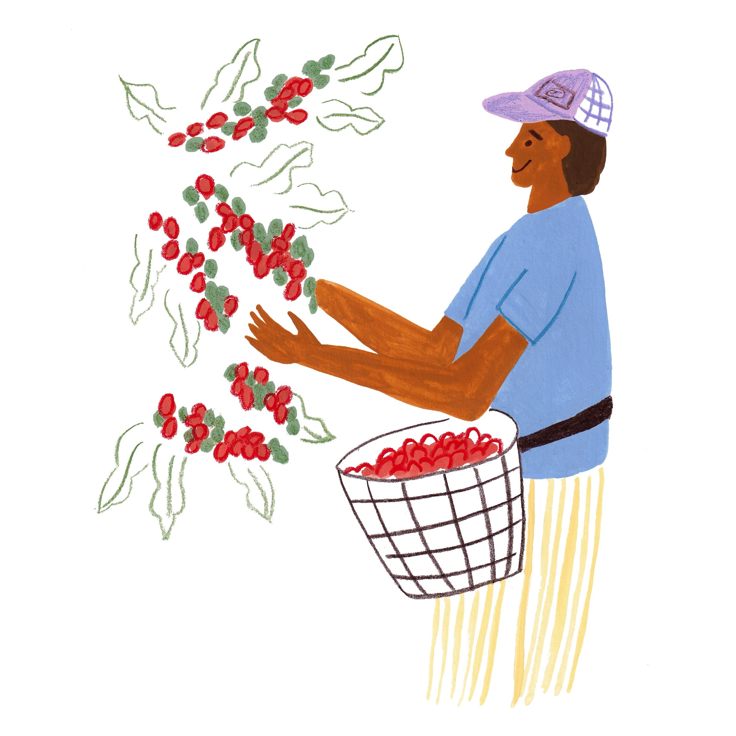 Mixed media illustration of a farmer picking ripe coffee cherries into a basket.