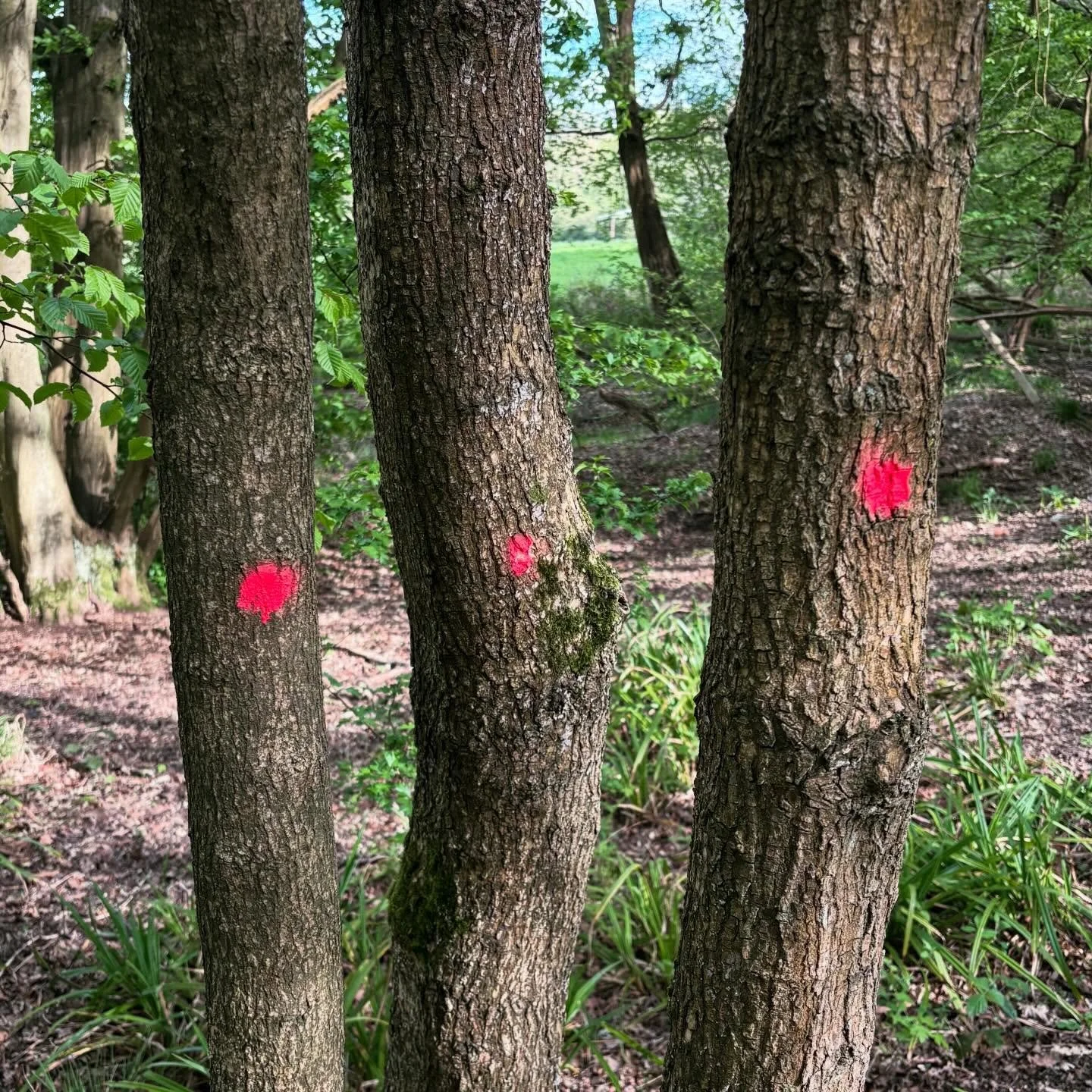 Trees on Ermine Street