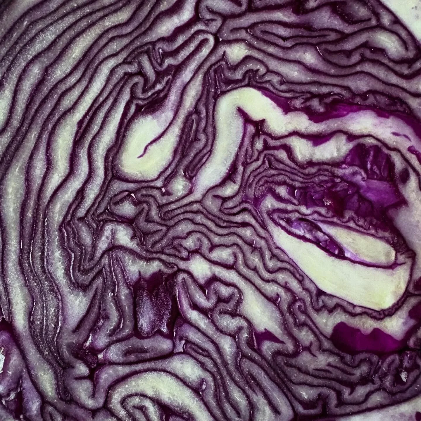 Red cabbage