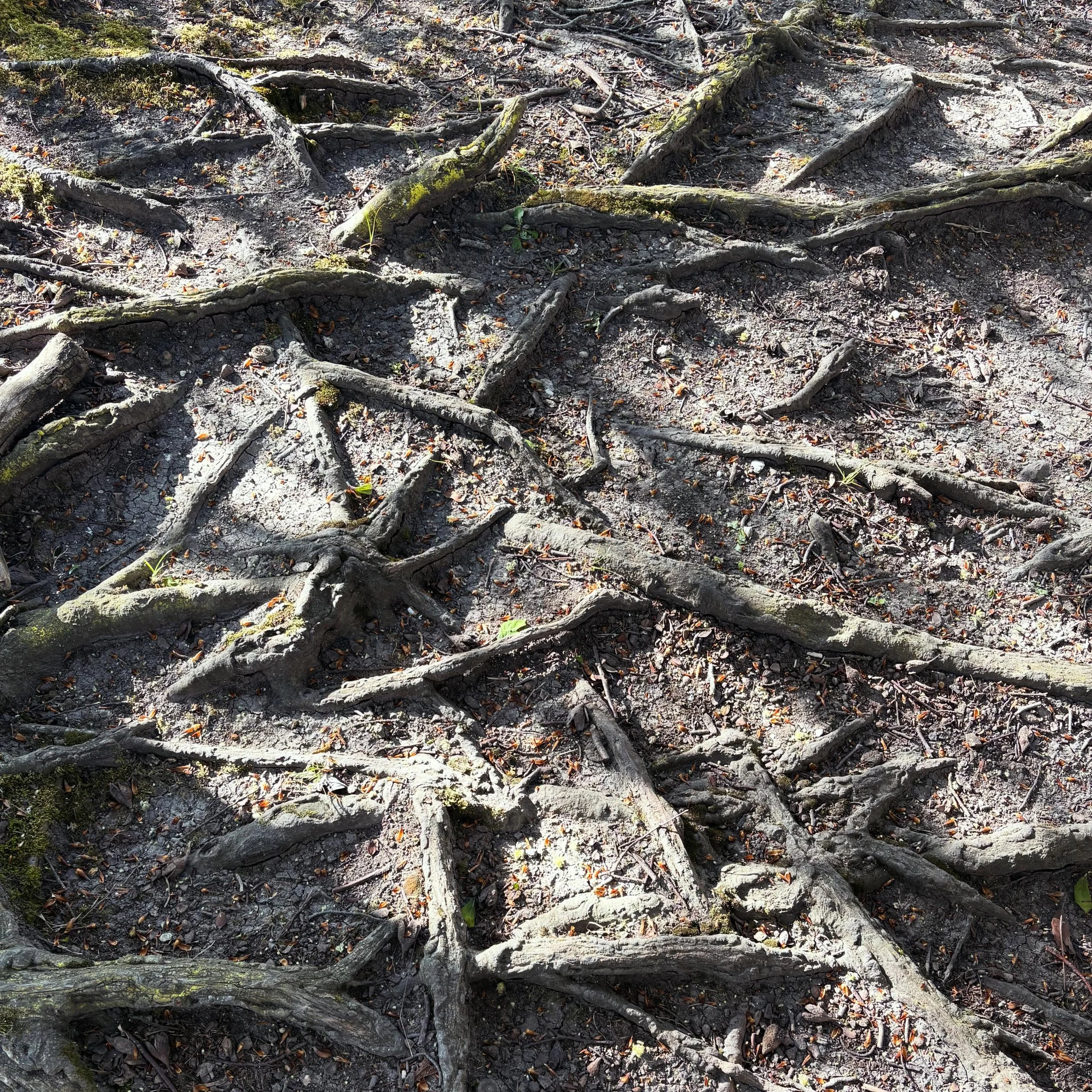 Tree roots