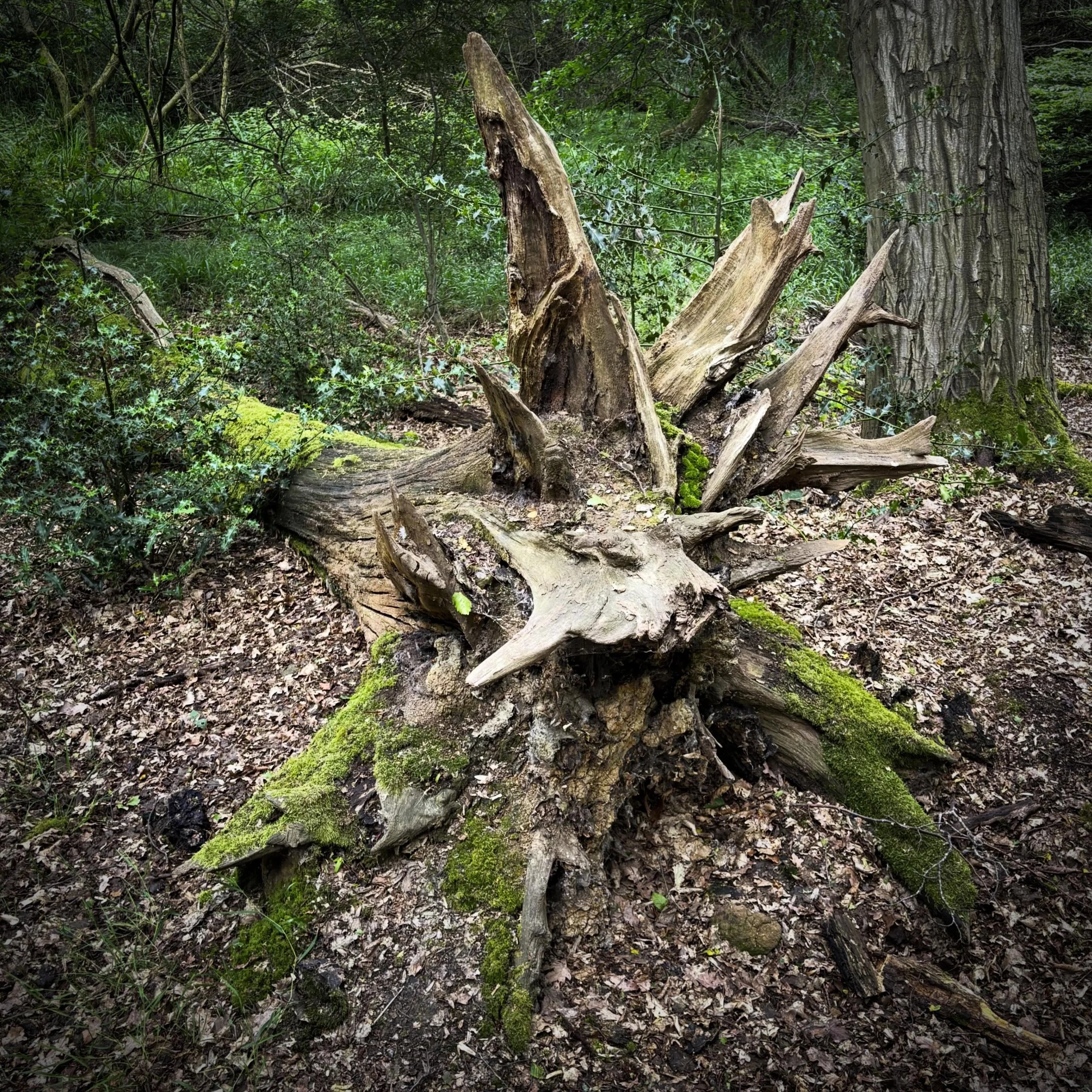 Dead tree
