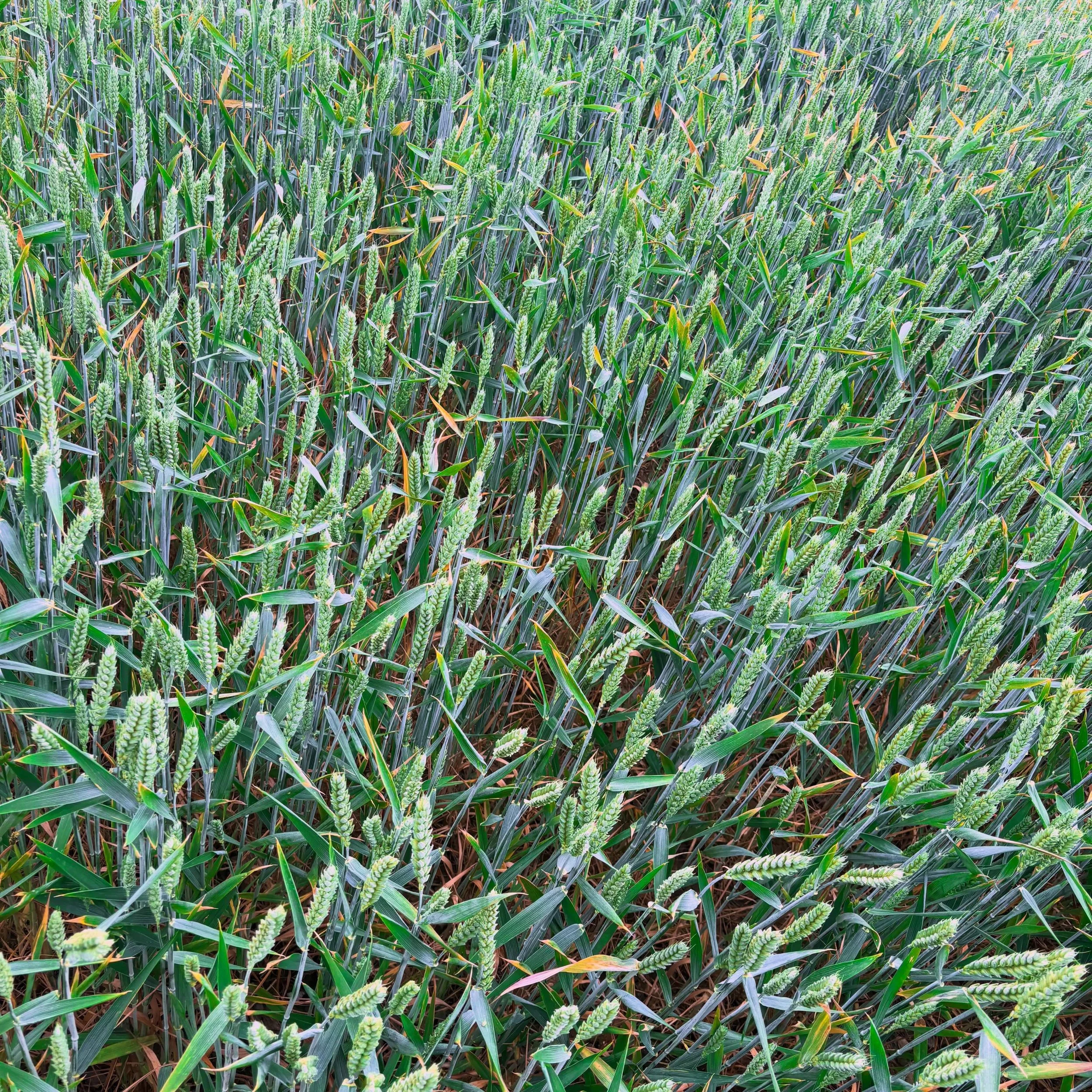 Wheat field